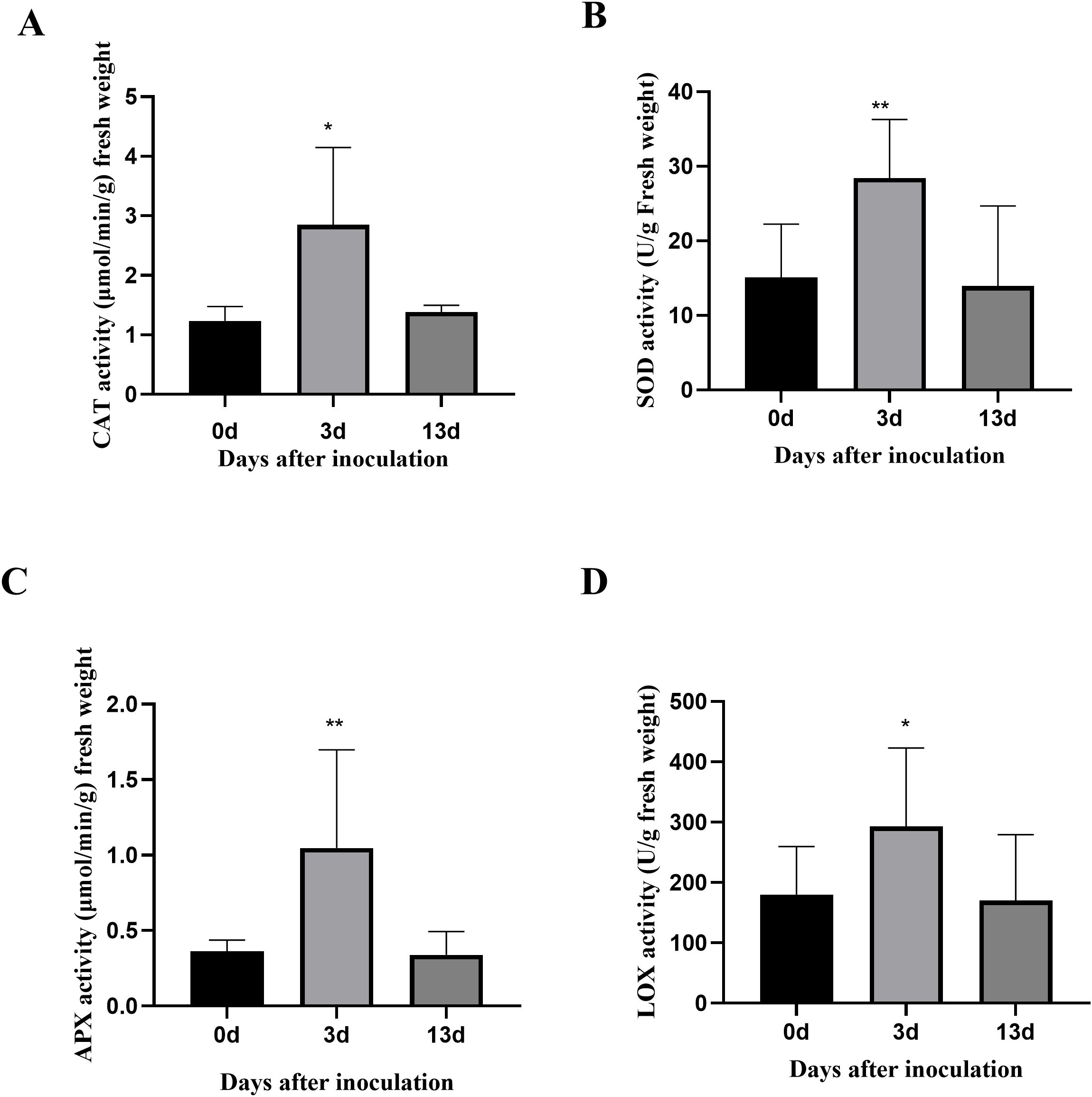 Bar charts labeled A to D show enzyme activity levels over 0, 3, and 13 days after inoculation. Chart A displays CAT activity, peaking on day 3. Chart B indicates SOD activity, also highest on day 3. Chart C shows the APX activity peak on day 3. Chart D illustrates LOX activity, which increases at day 3. Statistical significance is marked with asterisks.