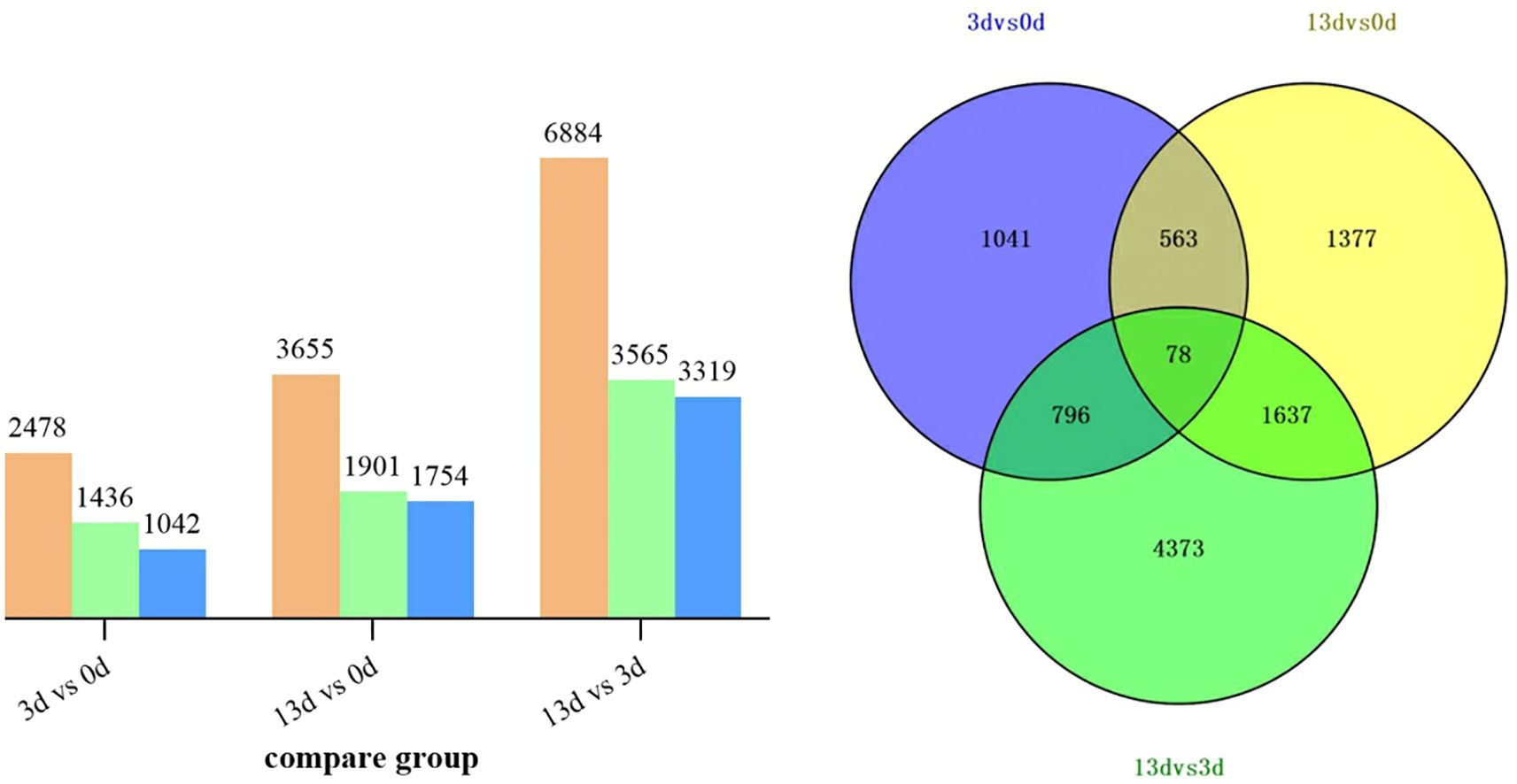 Panel A shows a bar graph comparing the number of differentially expressed genes (DEGs) across three groups: 3 days vs 0 days, 13 days vs 0 days, and 13 days vs 3 days. Bars are color-coded to indicate all DEGs (orange), upregulated (green), and downregulated (blue). Panel B displays a Venn diagram illustrating the overlap of DEGs among the same comparisons: 3 days vs 0 days, 13 days vs 0 days, and 13 days vs 3 days, with overlapping numbers displayed at intersections.