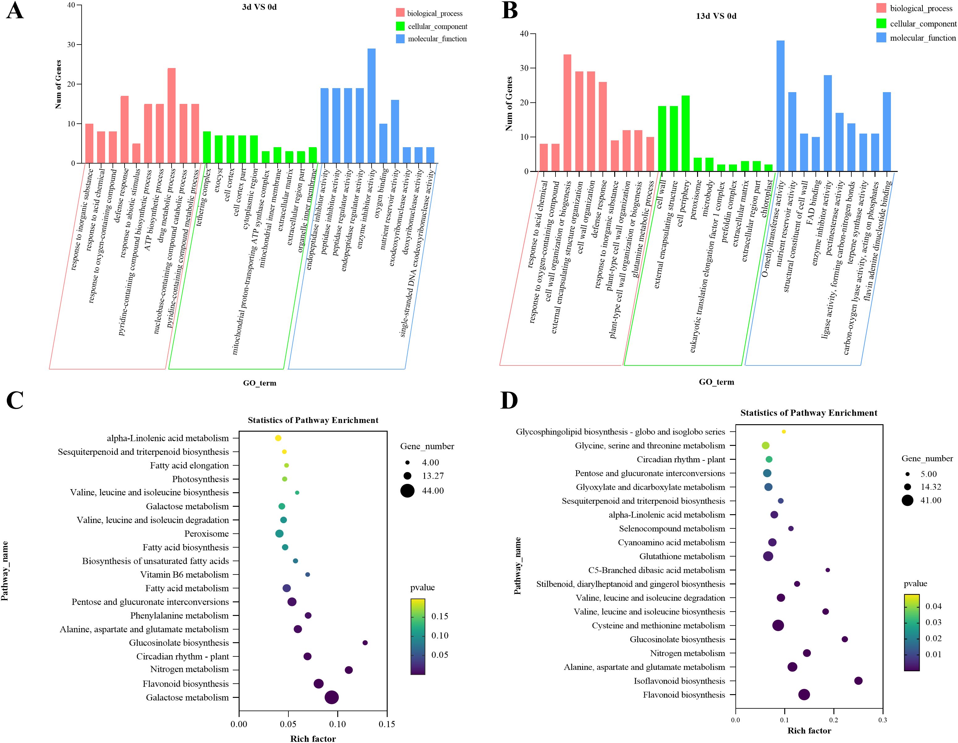 Gene ontology and pathway enrichment analysis. Panel A and B are bar charts showing the number of genes in different GO terms for 3d vs 0d and 13d vs 0d comparisons, categorized by biological process, cellular component, and molecular function. Panel C and D are bubble charts depicting pathway enrichment statistics, with pathways named on the y-axis and rich factor on the x-axis. Bubble size indicates gene number, and color represents p-value.