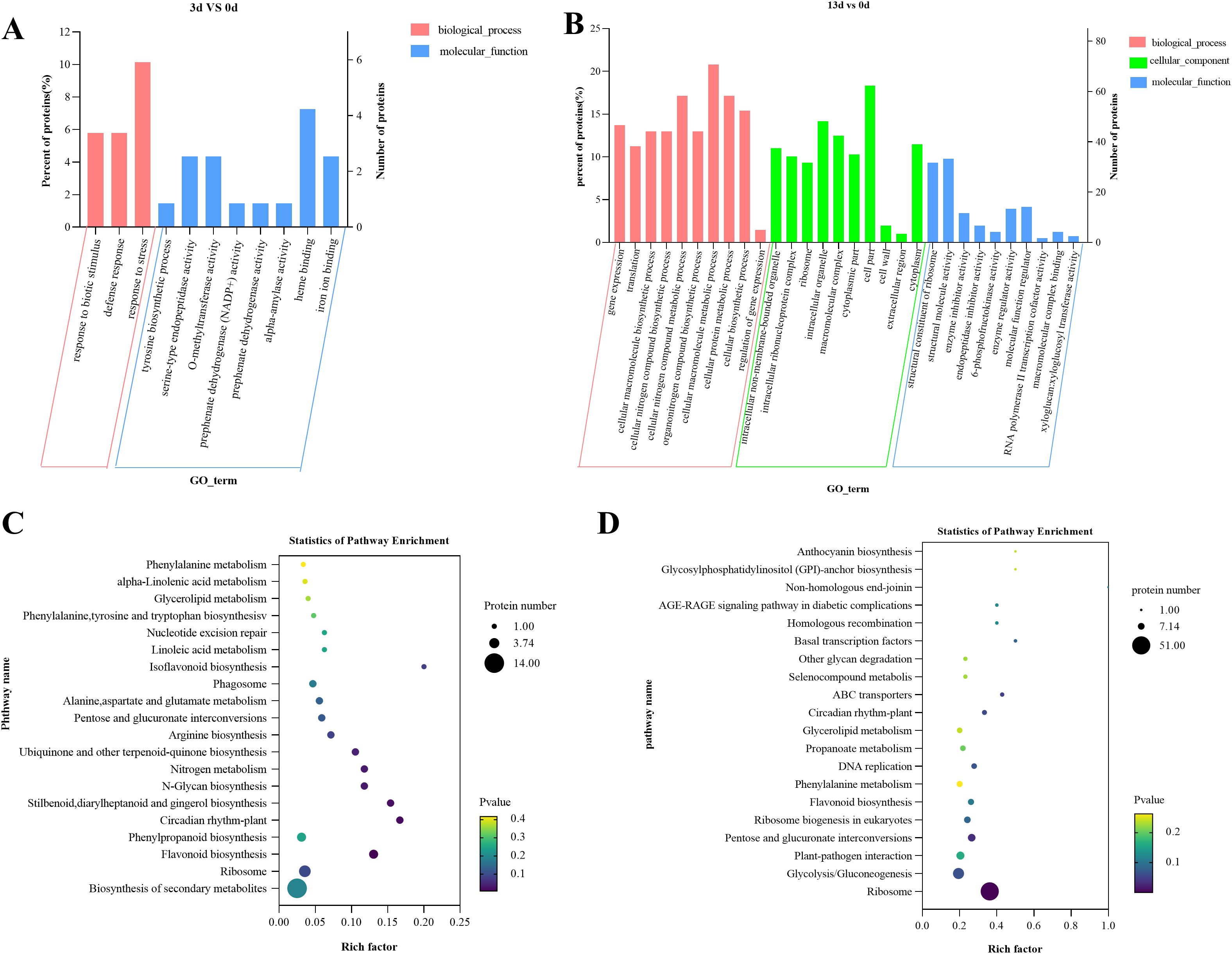 Panels A and B show bar charts comparing Gene Ontology terms between different time points, with categories for biological processes, cellular components, and molecular functions. Panels C and D display bubble charts of pathway enrichment statistics, illustrating various pathways with protein numbers, rich factors, and p-values represented by bubble size and color gradients.