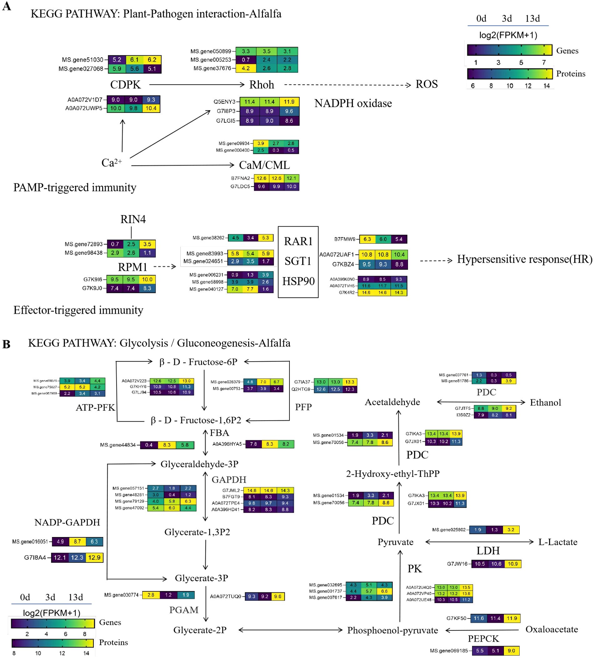 Diagram showing KEGG pathways for Alfalfa. Panel A illustrates plant-pathogen interaction, highlighting pathways like CDPK, Rho, and RPM1 with associated genes and their expression levels. Panel B details glycolysis/gluconeogenesis, displaying metabolic steps involving ATP-PFK, PFP, GAPDH, and PECK, with similar gene expression data. Color gradients indicate expression levels at 0, 3, and 13 days, with a legend for log2(FPKM+1) values.