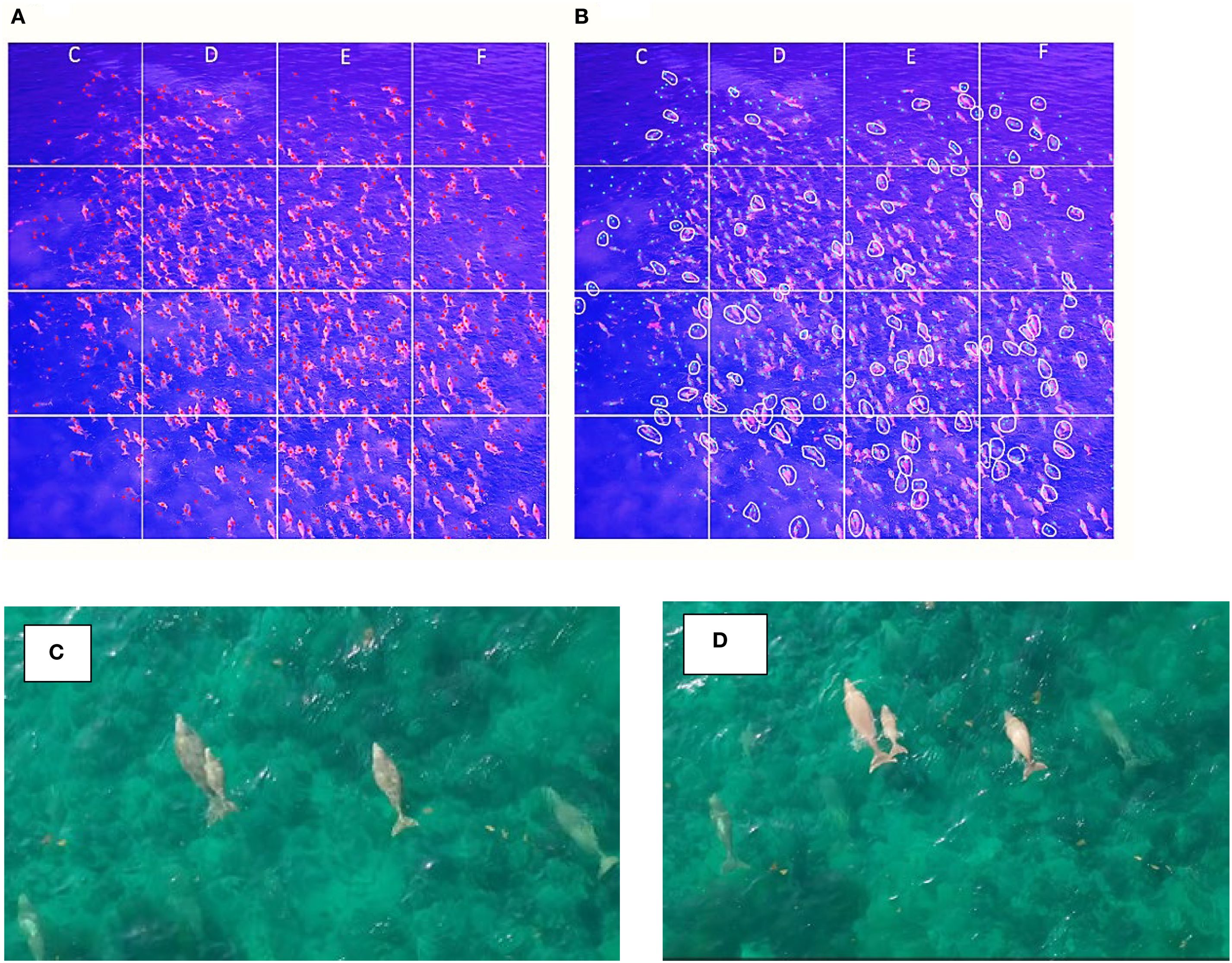 A grid of four images labeled A, B, C, and D. Panel A shows a thermal image of marine life with dense pink clusters. Panel B highlights the same area with circular markings identifying individual creatures. Panels C and D feature aerial shots of dolphins swimming in clear green waters, with individual dolphins visible.