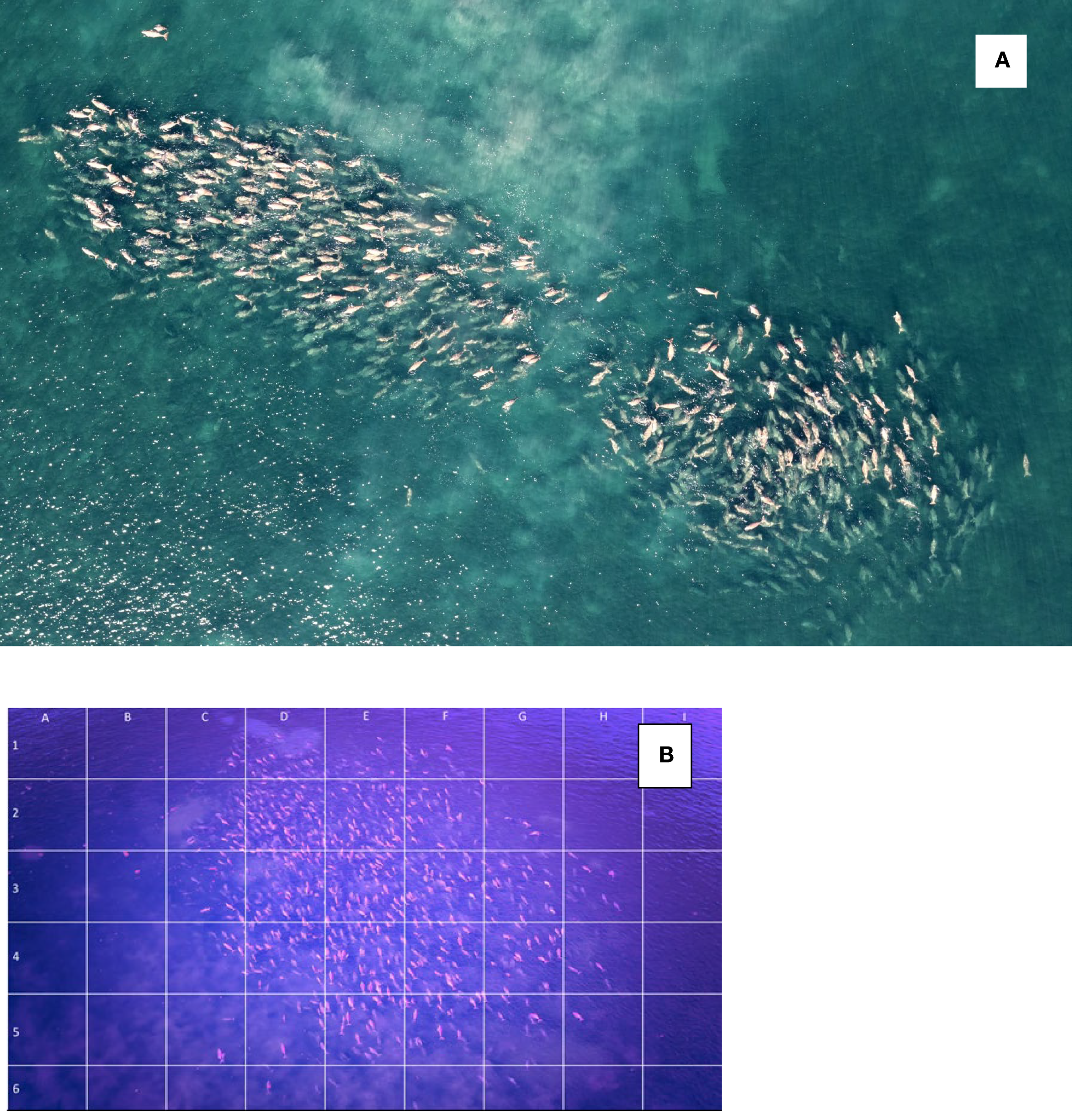 Aerial images of dugongs aggregation. Image A shows a large group of dugongs in the study area. Image B is a grid overlay showing the same scene but with a purple hue, highlighting dugongs counting technique.