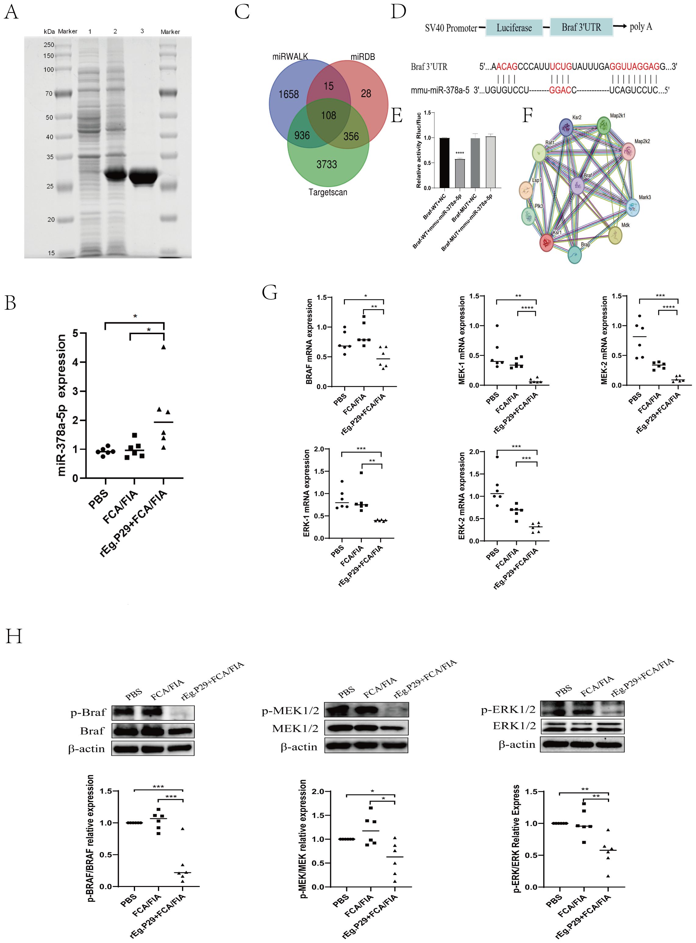 Gel electrophoresis (A) shows protein bands of varying molecular weights. Graph (B) depicts miR-378a-5p expression across different treatments, indicating statistical significance. Venn diagram (C) shows overlapping gene targets among databases. Diagram (D) illustrates the SV40 promoter and Braf 3'UTR sequence interaction with miR-378a-5p. Bar chart (E) displays luciferase activity for different constructs. Network (F) visualizes protein interactions. Scatter plots (G) compare mRNA expression levels of BRAF, MEK1/2, and ERK1/2 across treatments. Western blots (H) show protein expression for p-Braf, Braf, p-MEK1/2, MEK1/2, p-ERK1/2, and ERK1/2 with corresponding graphs indicating significant differences.