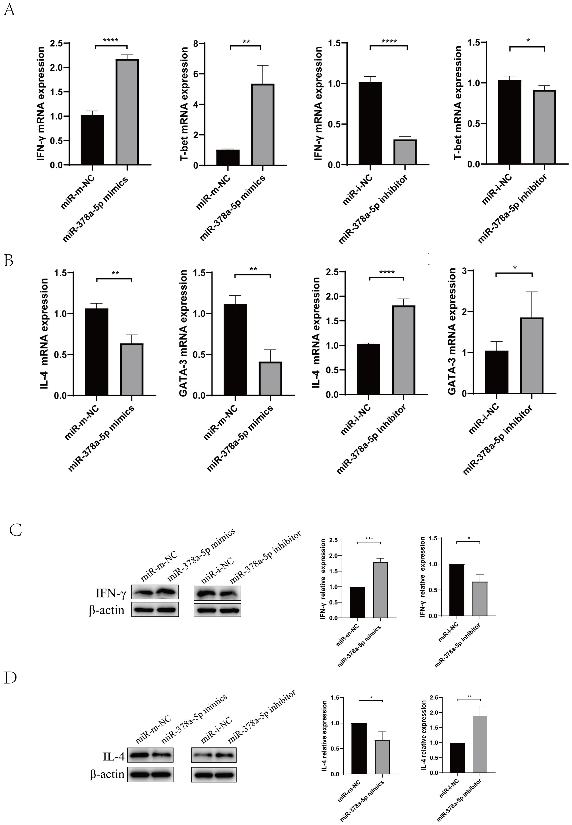 Graphs and Western blots display the impact of miR-378a-5p mimics and inhibitors on mRNA and protein expression levels. Panel A shows increased IFN-γ and T-bet mRNA with miR-378a-5p mimics and decreased with inhibitors. Panel B illustrates decreased IL-4 and GATA3 mRNA with mimics and increased with inhibitors. Panels C and D feature Western blots and corresponding bar graphs of IFN-γ and IL-4 protein expression respectively, showing changes following treatment with mimics and inhibitors. Statistical significance is indicated with asterisks.