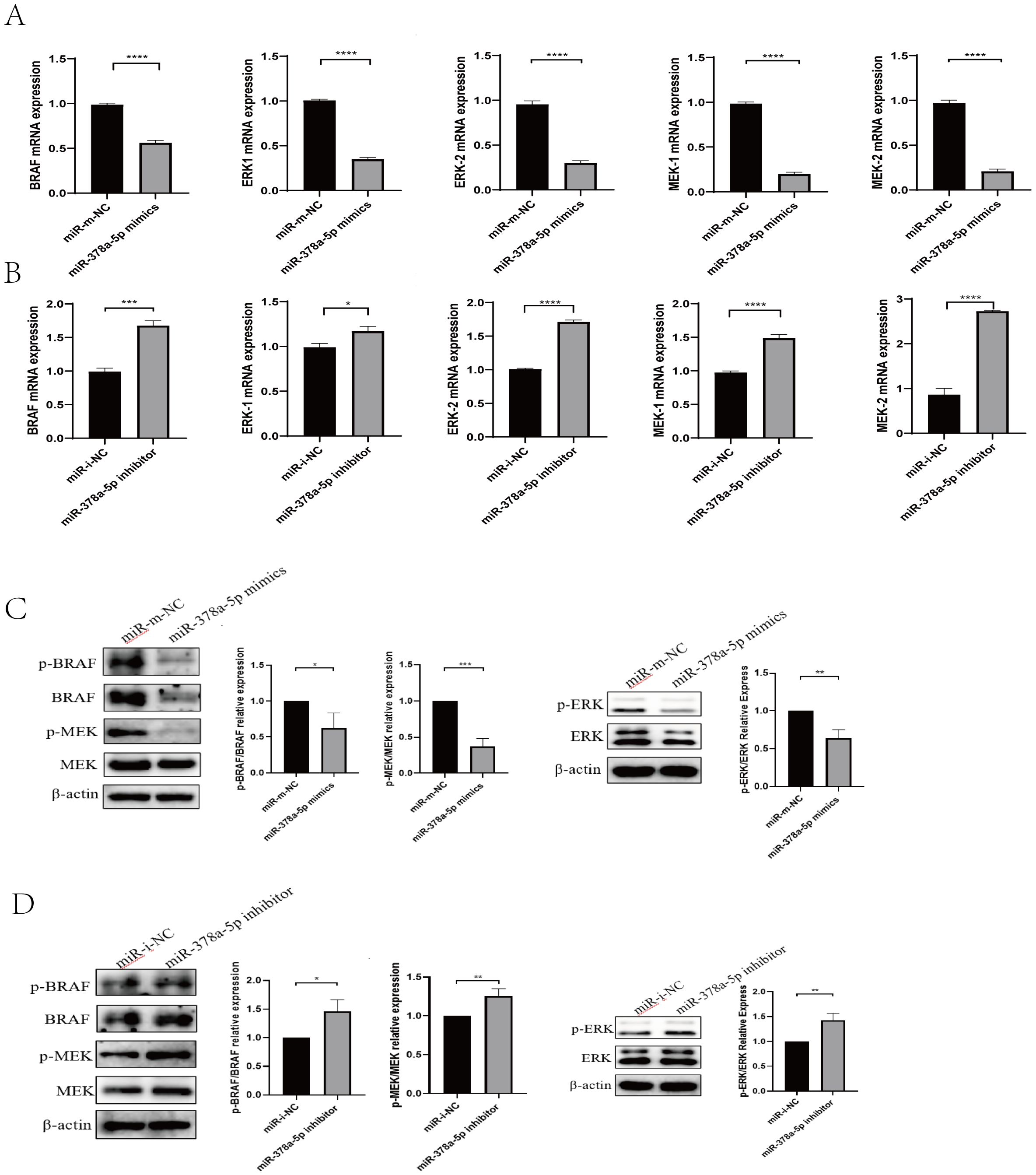 Graphs and western blot analysis illustrating the effects of miR-378a-5p mimics and inhibitors on BRAF, ERK1, ERK2, MEK1, and MEK2 expression. Panels A and B show mRNA expression levels, with significant differences indicated by asterisks. Panels C and D display protein expression, with western blots and bar graphs highlighting relative changes in phosphorylation of BRAF, MEK, and ERK proteins under different conditions.
