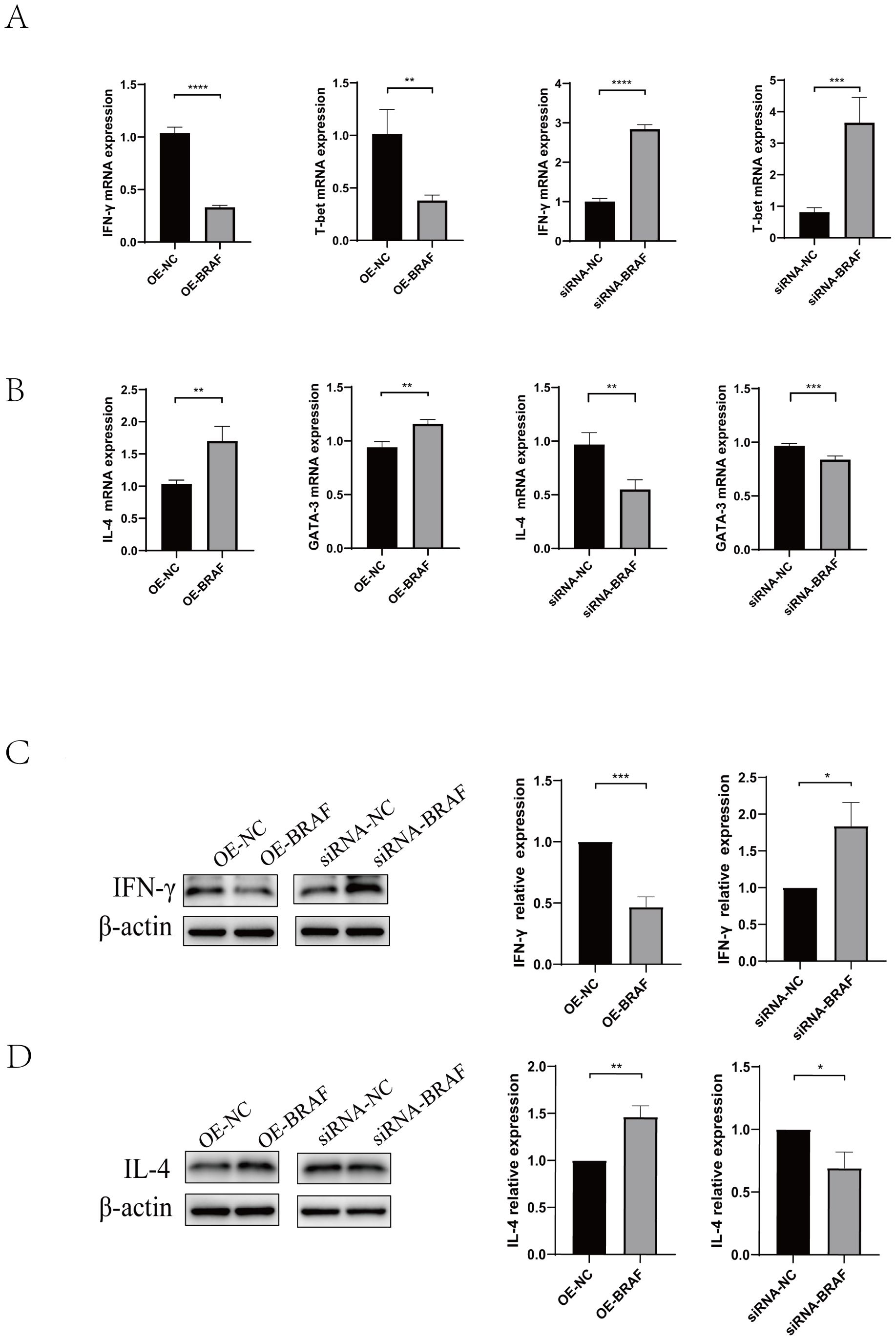 Graphs A and B display mRNA expression levels of IFN-γ, T-bet, IL-4, and GATA3 under conditions OE-NC, OE-BRAF, siRNA-NC, and siRNA-BRAF. Bar graphs in C and D show IFN-γ and IL-4 protein expression with corresponding Western blots. Significant differences are denoted with asterisks.