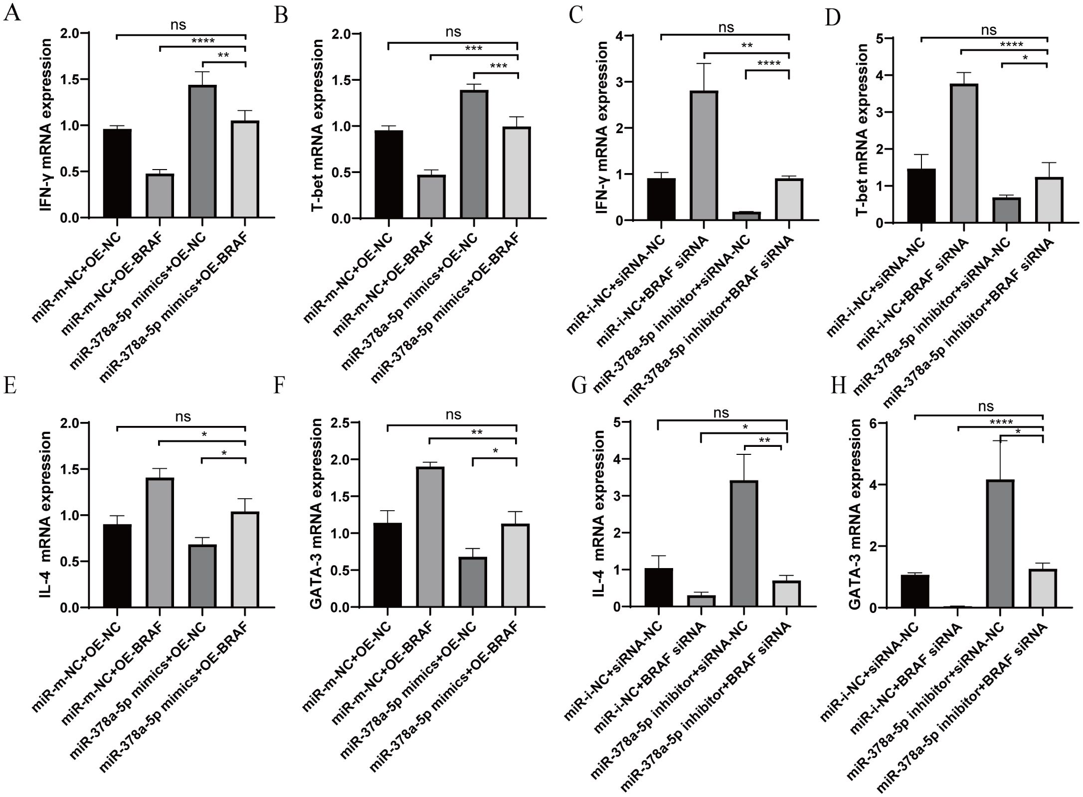 Eight bar graphs labeled A to H show mRNA expression levels of IFN-γ, T-bet, IL-4, and GATA3 under various conditions. Significant differences are marked with asterisks: ns (not significant), *, **, ***, and ****. Conditions include miR-mimic or inhibitor with either OE-BRAF or siRNA-BRAF, and controls. Each graph highlights the expression variation among the experimental setups.