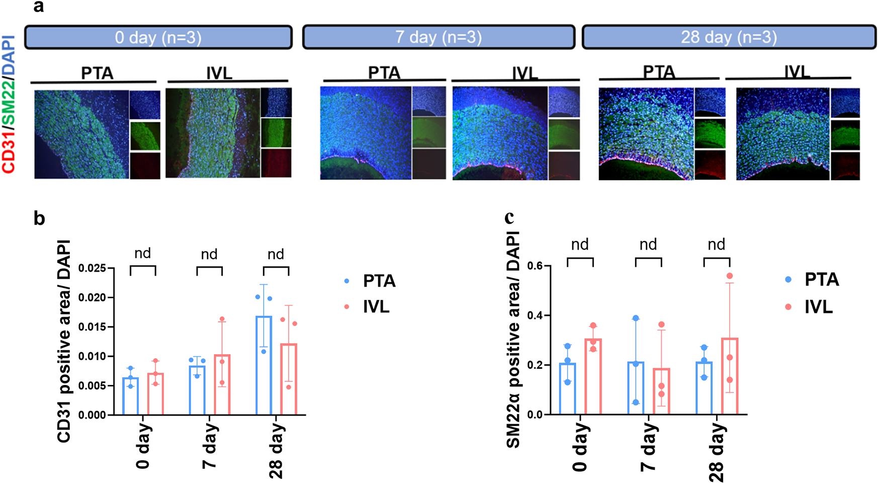 Panel (a) shows histological cross-sections of tissue stained for CD31, SM22, and DAPI at three time points (0, 7, 28 days) comparing PTA and IVL treatments. Panel (b) is a bar graph illustrating CD31 positive area normalized to DAPI, showing data at 0, 7, and 28 days for both treatments, with no significant differences noted (nd). Panel (c) is a similar bar graph for SM22α positive area, again with no significant differences (nd) over time between the treatments.