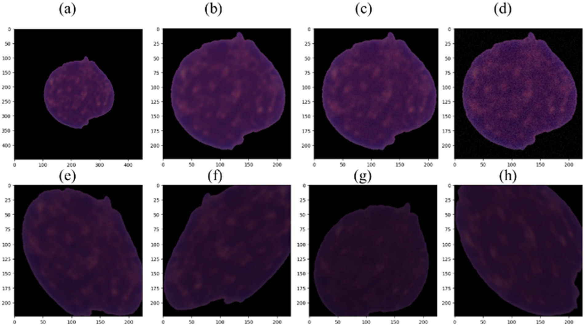 Eight panels labeled (a) to (h) show progressively zoomed-in images of a purple, round, textured object against a black background. The object appears larger and more detailed in subsequent panels.