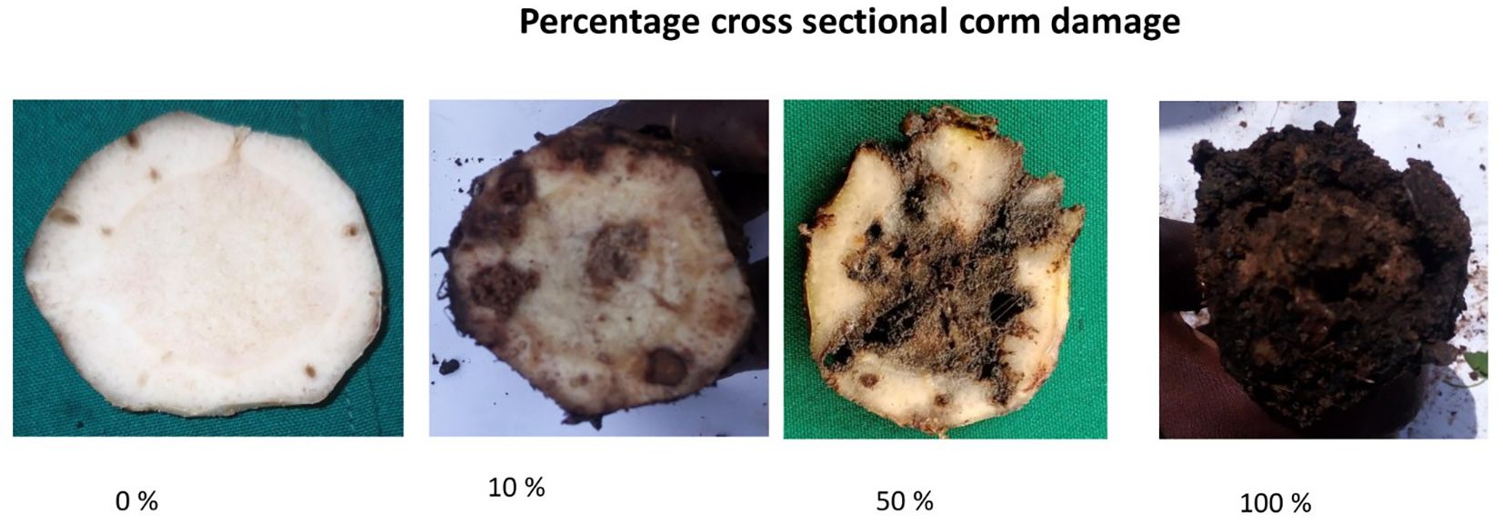 Four images display varying levels of cross-sectional corm damage. The first image shows a healthy corm with zero percent damage. The second image has minimal damage at ten percent. The third image exhibits moderate damage at fifty percent. The fourth image shows severe damage with one hundred percent of the surface affected.