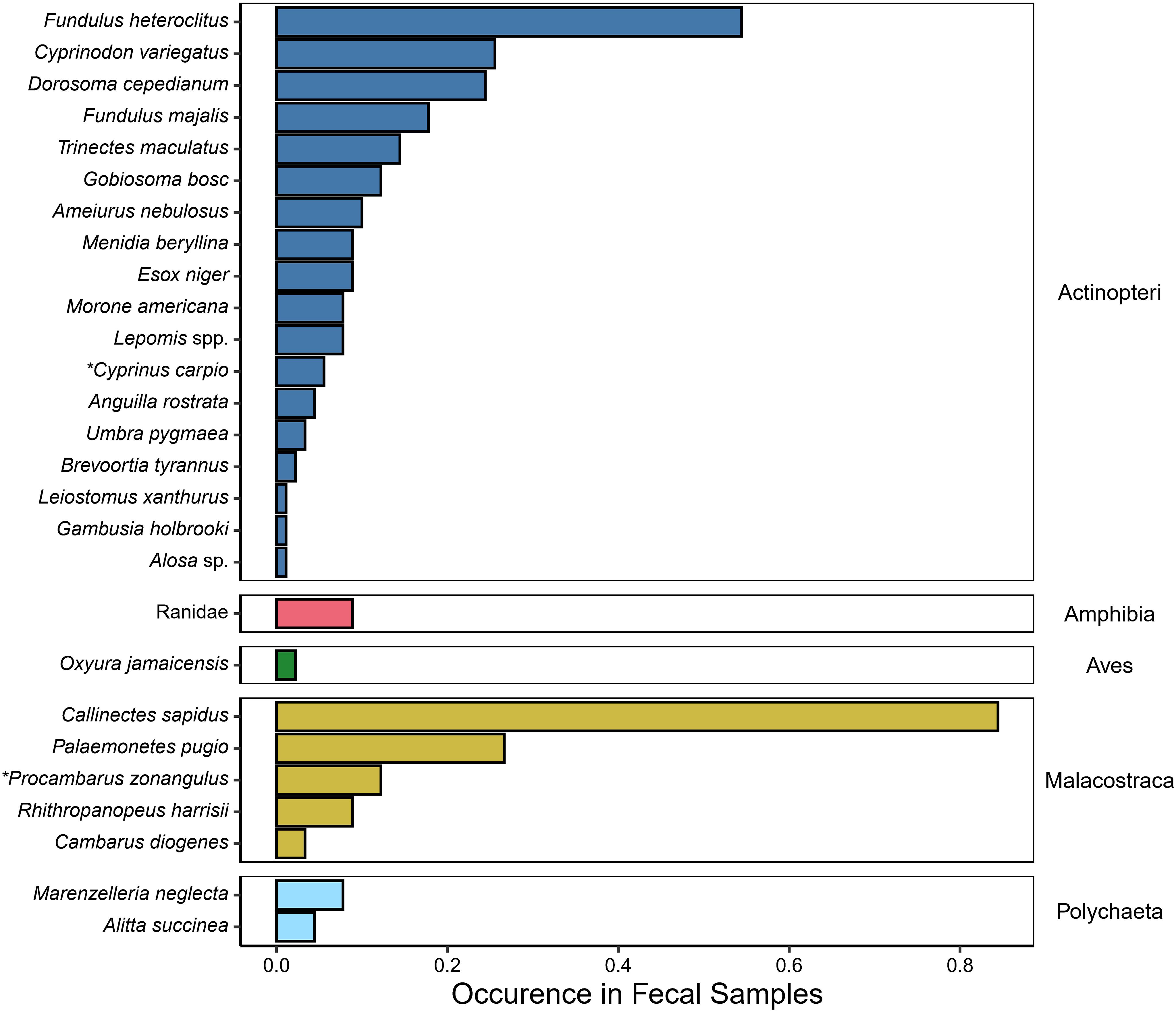 Bar chart showing the occurrence of primary prey taxa detected using COI metabarcoding across all 90 fecal samples examined. Scientific names with an asterisk denote non-native species detected. *Callinectes sapidus* has the highest occurrence, followed by *Fundulus heteroclitus*. While most taxa belong to Actinopteri, other classes include Amphibia, Aves, Malacostraca, and Polychaeta.