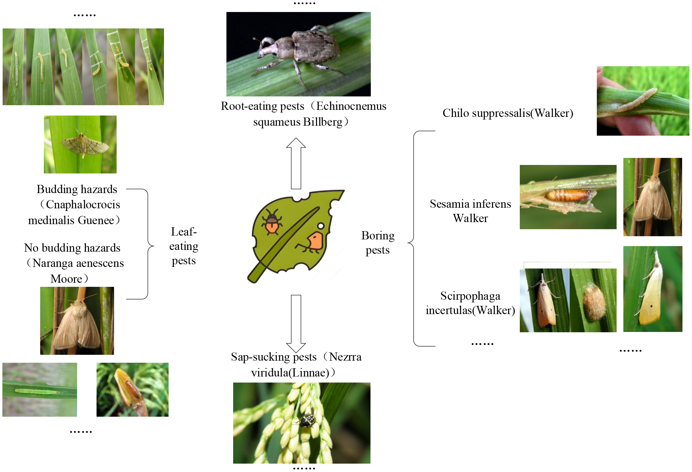 Diagram illustrating different types of pests found in crops, categorized into root-eating, leaf-eating, boring, and sap-sucking pests. It includes images of each pest type and specifies species such as Echinocnemus squameus, Cnaphalocrocis medinalis, Naranga aenescens, Chilo suppressalis, Sesamia inferens, Scirpophaga incertulas, and Nezara viridula. Central illustration of a leaf with simplified pest icons.