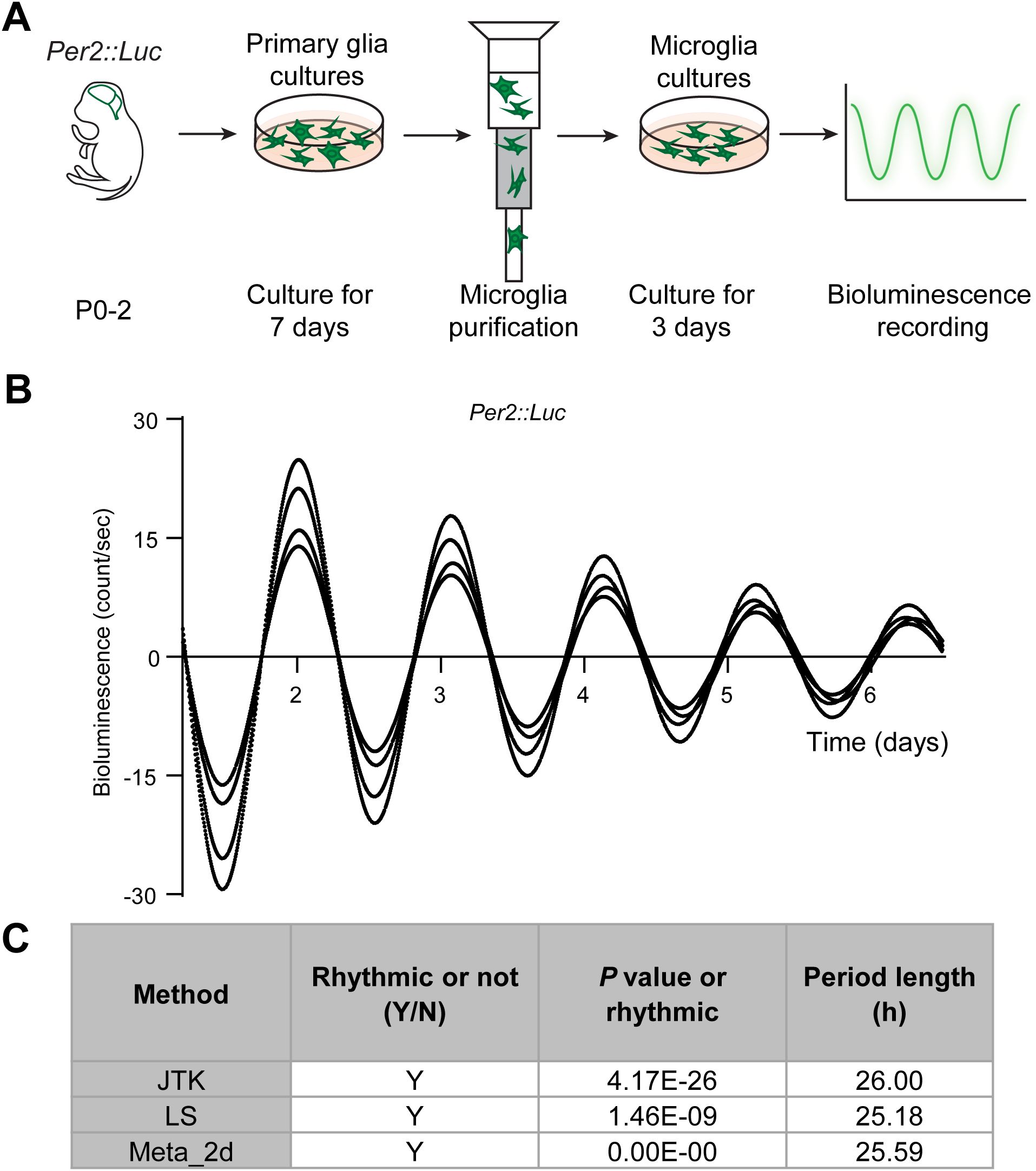 Diagram showing the experimental process and results for Per2::Luc. Part A illustrates the methodology: primary glia cultures are obtained from P0-2 mice, purified for microglia, and cultured for three days before bioluminescence recording. Part B is a graph displaying rhythmic bioluminescence over six days. Part C is a table summarizing rhythmicity analysis, showing methods used (JTK, LS, Meta_2d), indicating all are rhythmic, with p-values and period lengths ranging from 25.18 to 26.00 hours.
