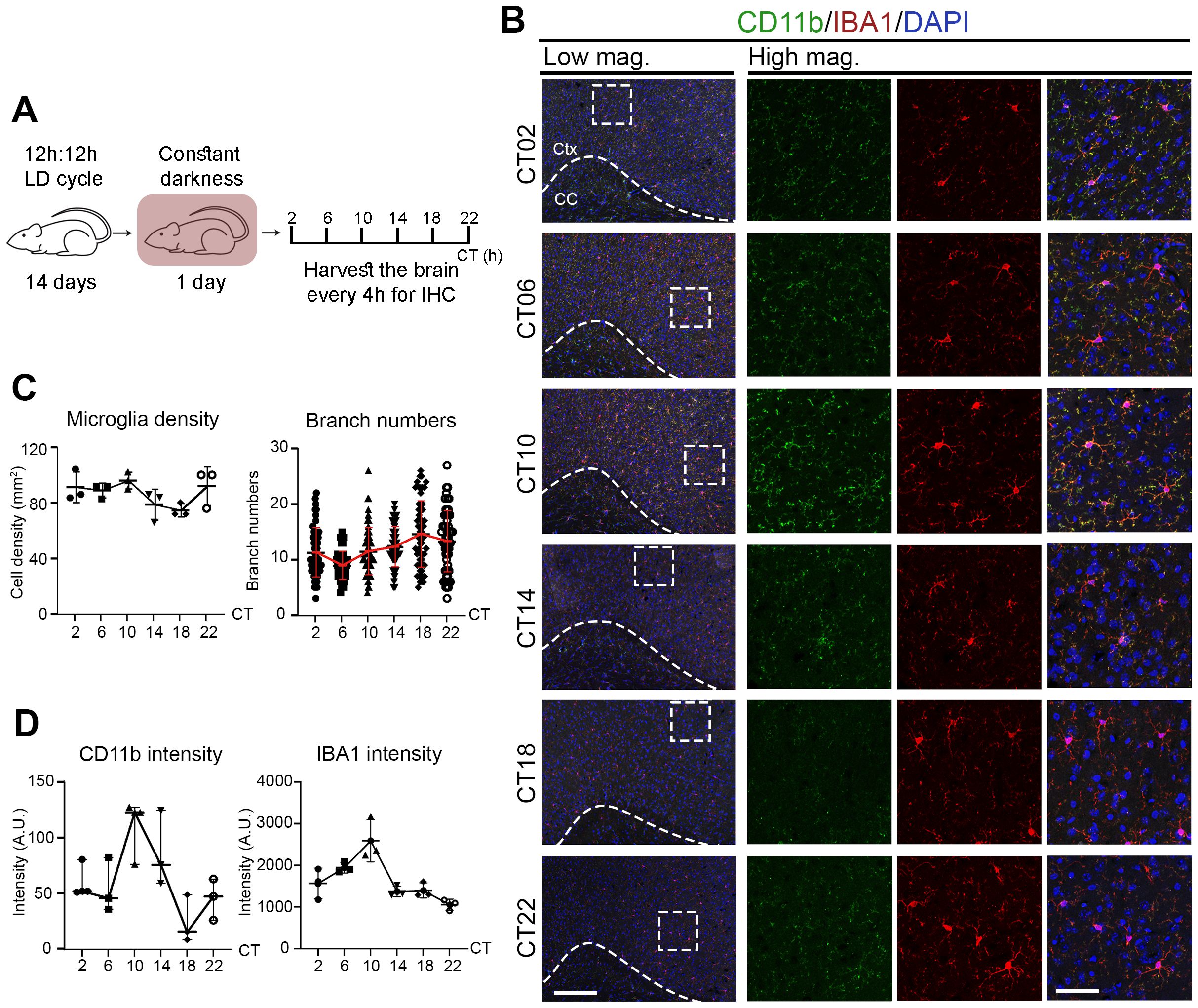 Panel A shows a diagram of a 15-day experimental timeline involving a 12:12 light-dark cycle followed by continuous darkness, with brain harvesting every 4 hours. Panel B presents microglial imaging at low and high magnifications at different circadian times (CT02 to CT22), with CD11b in green, IBA1 in red, and DAPI in blue. Panel C contains two line graphs: one for microglia density over time and another for branch numbers. Panel D displays line graphs for CD11b and IBA1 intensity, both across various circadian times.