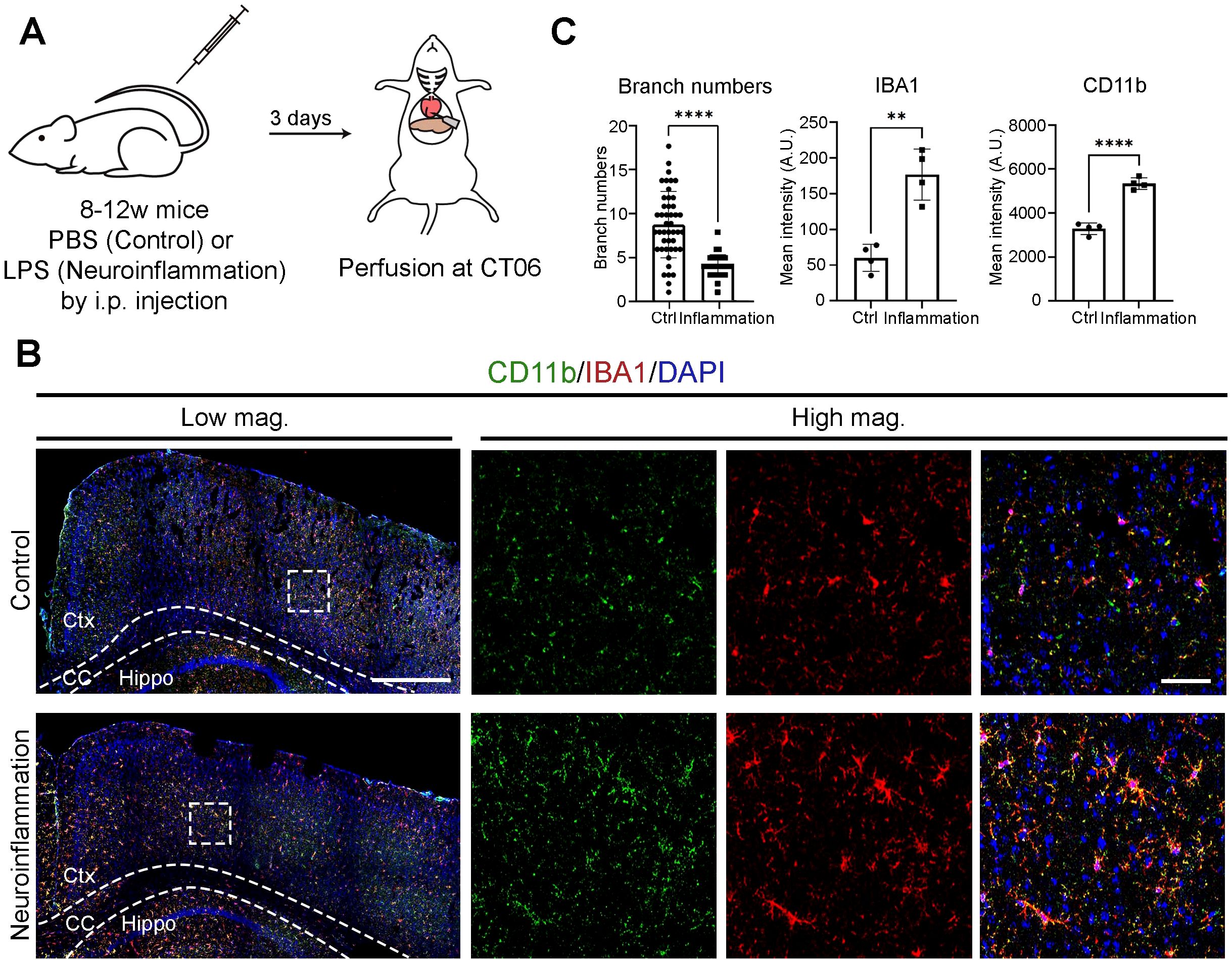 Diagram of a study on neuroinflammation in mice. Section A shows a flowchart of mice injected with PBS (Control) or LPS (Neuroinflammation) and analyzed after three days. Section B displays brain sections with low and high magnification images, highlighting areas of interest stained for CD11b, IBA1, and DAPI. The control and neuroinflammation groups are compared. Section C presents graphs showing significant differences in branch numbers, IBA1, and CD11b intensity between control and inflammation groups.