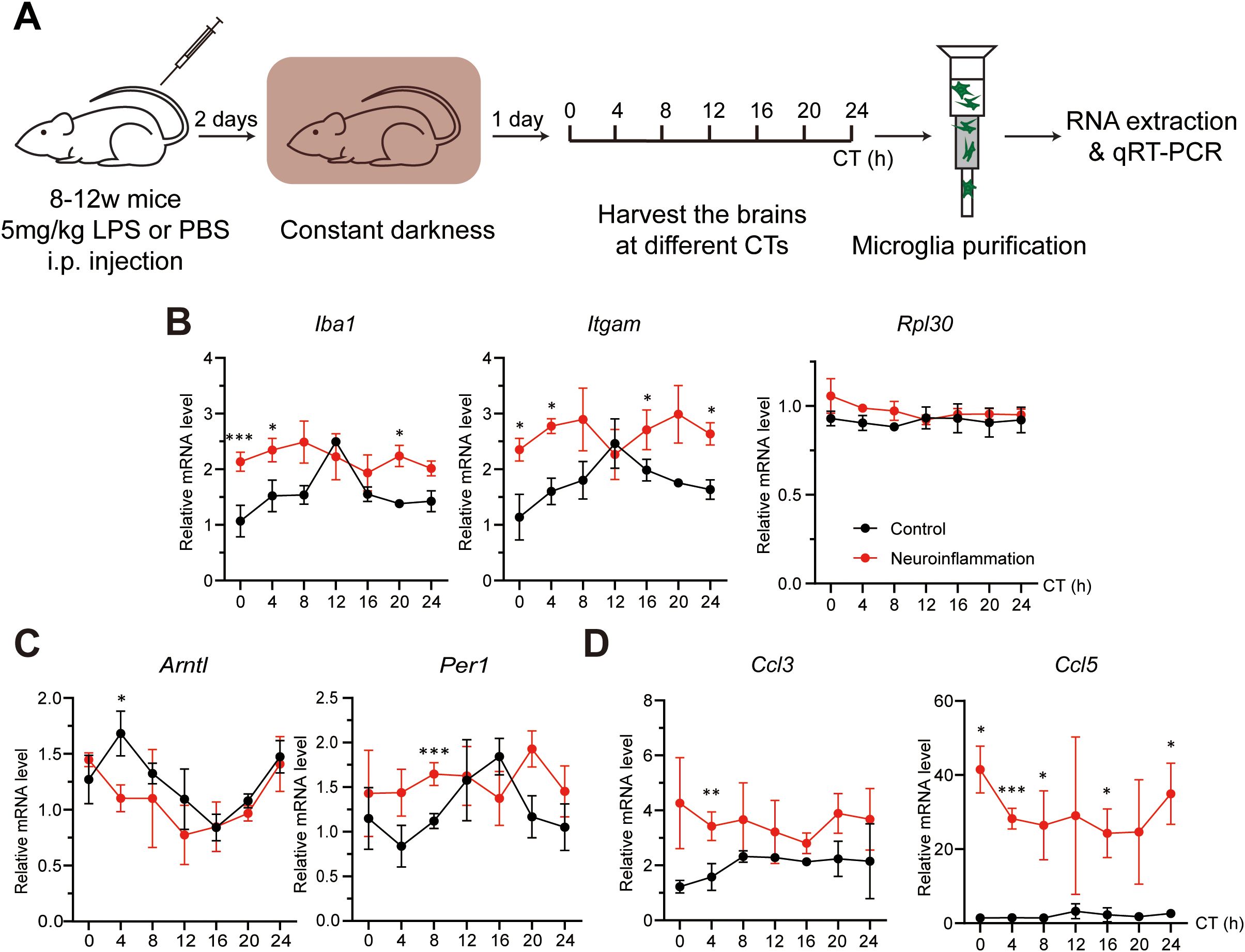 Diagram illustrating an experiment with mice to study RNA expression under neuroinflammation. Panel A shows a timeline of treatment with LPS or PBS, followed by constant darkness and brain harvesting at different circadian times (CT). RNA extraction and qRT-PCR are performed. Panels B, C, and D display graphs comparing relative mRNA levels of various genes (Iba1, Itgam, Rpl30, Arntl, Per1, Ccl3, Ccl5) between control and neuroinflammation groups over time. Black lines represent controls, and red lines represent neuroinflammation, with statistical significance indicated by asterisks.