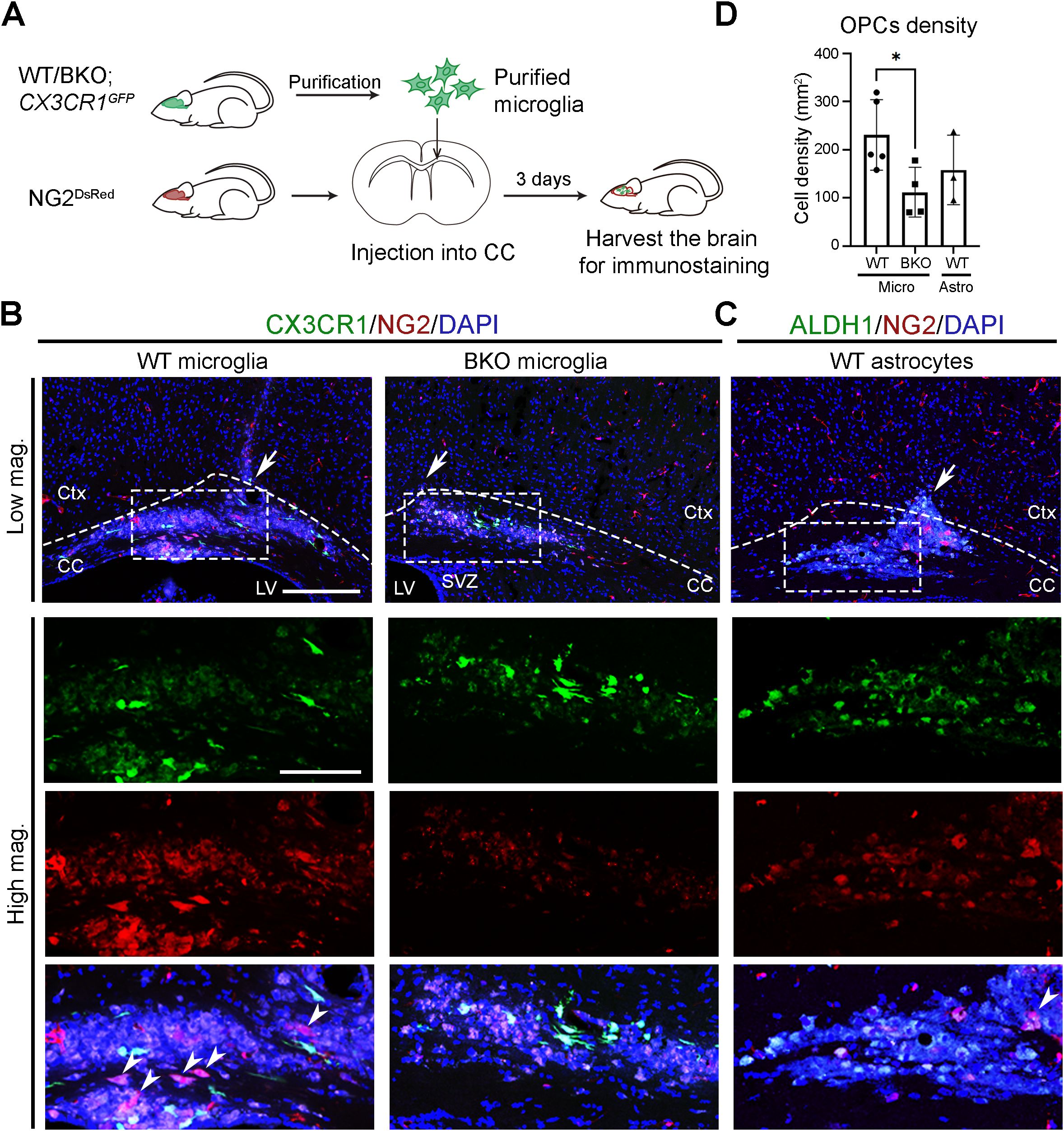 Diagram and microscopy images showing microglia purification and injection process in mice. Panel A illustrates the experimental timeline from purification to brain harvesting. Panel B and C display immunostaining for CX3CR1/NG2/DAPI and ALDH1/NG2/DAPI respectively, highlighting microglia and astrocytes in different brain regions with labeled structures. Panel D shows a bar graph comparing OPCs density in WT and BKO microglia and astrocytes, indicating significant differences noted by an asterisk.