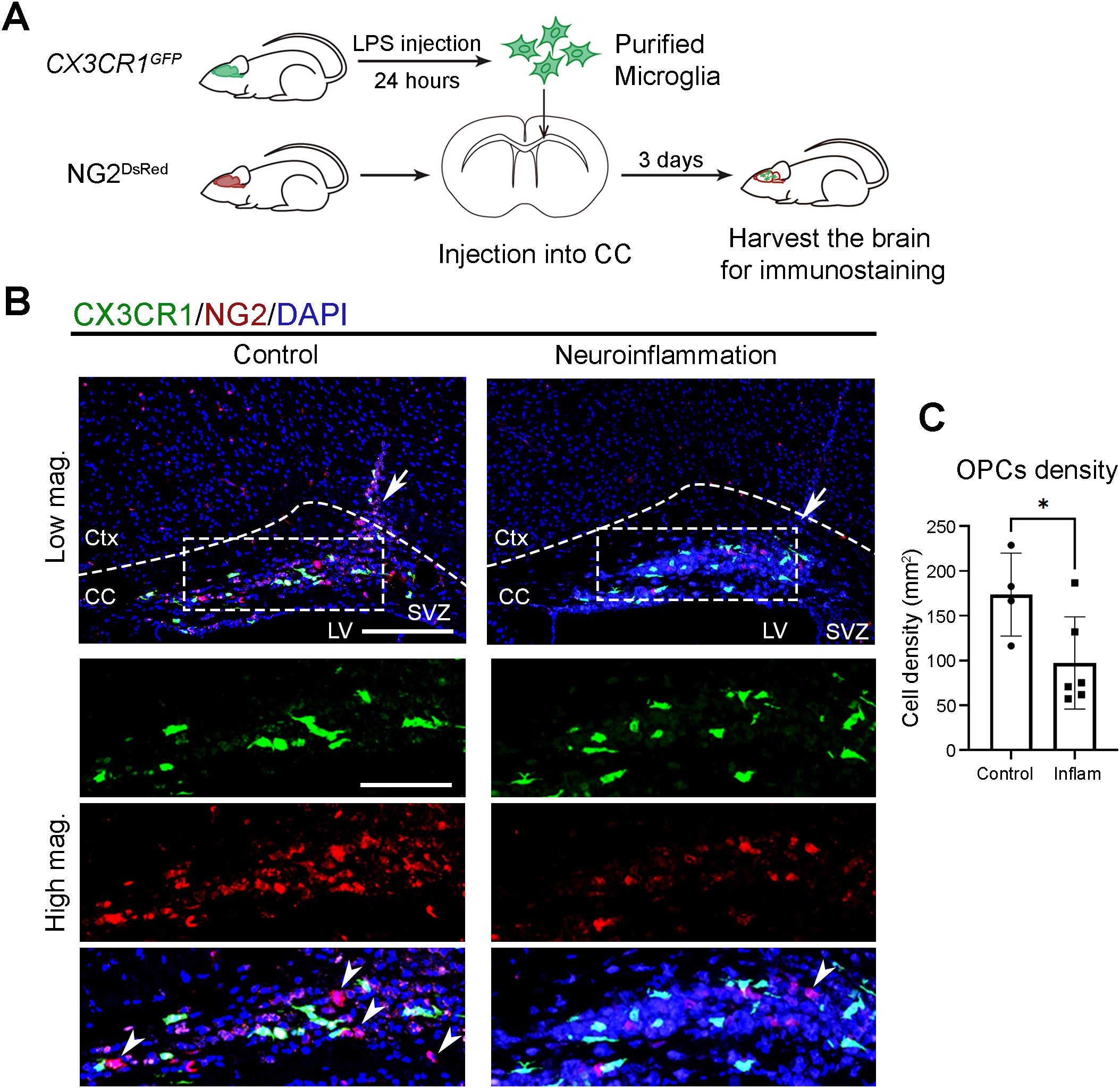 Diagram showing a research process and results. Panel A: Experimental setup involving LPS injection, microglia purification, and brain harvesting. Panel B: Brain sections showing CX3CR1 (green), NG2 (red), and DAPI (blue) under low and high magnification, comparing control and neuroinflammation conditions. White arrows indicate specific areas. Panel C: Bar graph compares OPC density between control and inflammation conditions, with a statistically significant decrease in the latter (indicated by an asterisk).