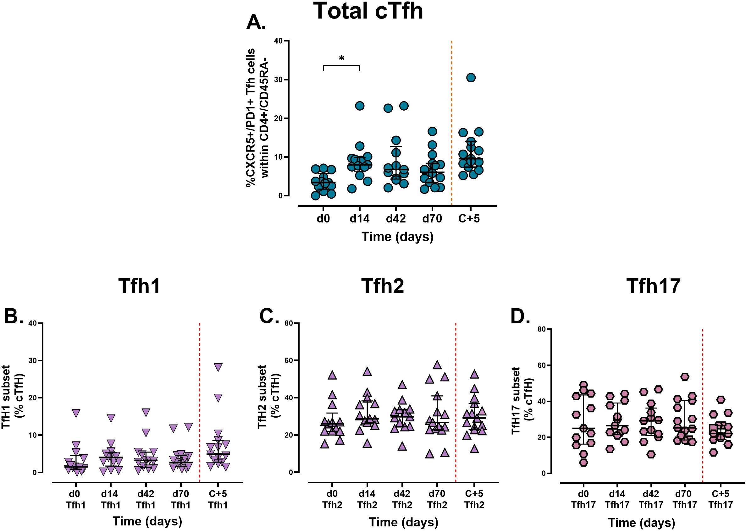Scatter plots showing percentages of T follicular helper (Tfh) cell subsets over time. Plot A shows total cTfh with an increase noted at day 70. Plots B, C, and D depict subsets Tfh1, Tfh2, and Tfh17, respectively, with varying percentages over time points d0, d14, d42, d70, and C+5. Vertical dashed lines indicate significant time points.