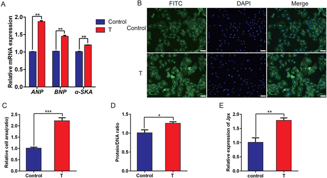 Panel A shows a bar graph comparing relative mRNA expression of ANP, BNP, and α-SKA between control and treatment groups, with higher expression in the treatment group. Panel B displays fluorescent images of cell staining, with FITC and DAPI channels, indicating increased signal in the treatment group. Panel C depicts a bar graph of relative cell area, higher in the treatment group. Panel D shows a protein/DNA ratio bar graph, also higher in the treatment group. Panel E presents a bar graph of relative Jpx expression, similarly elevated in the treatment group. Statistical significance is annotated with asterisks.