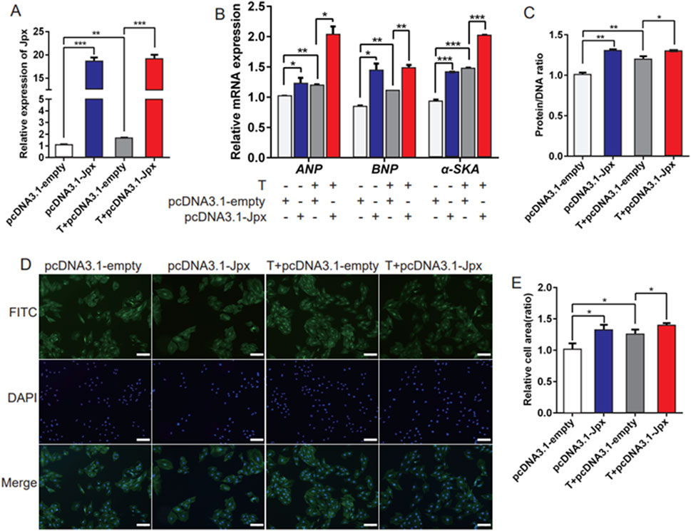 Grouped image with five panels related to the expression and effects of Jpx. Panel A shows a bar graph of relative expression of Jpx, with significant increases marked by asterisks. Panel B displays a bar chart of mRNA expression for ANP, BNP, and α-SKA, highlighting significant changes with asterisks. Panel C presents a bar graph showing protein/DNA ratios. Panel D consists of fluorescent microscopic images, comparing FITC, DAPI, and merged stains across four conditions. Panel E is a bar chart depicting relative cell area, with significant differences indicated by asterisks.