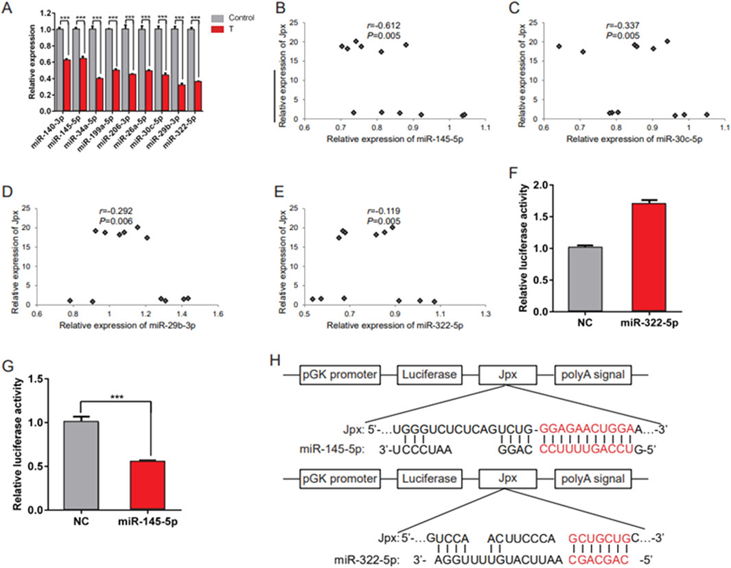 Bar graphs and scatter plots depict relative expression levels of various microRNAs, including miR-145-5p, miR-30c-5p, miR-29b-3p, and miR-322-5p, with significant differences shown in comparison to controls. Correlation coefficients and p-values indicate the strength of these relationships. Two bar graphs illustrate luciferase activity changes, showing increased activity with miR-322-5p and decreased activity with miR-145-5p. A diagram depicts the luciferase reporter construct with pGK promoter and Jpx, emphasizing sequences targeted by miR-145-5p and miR-322-5p.