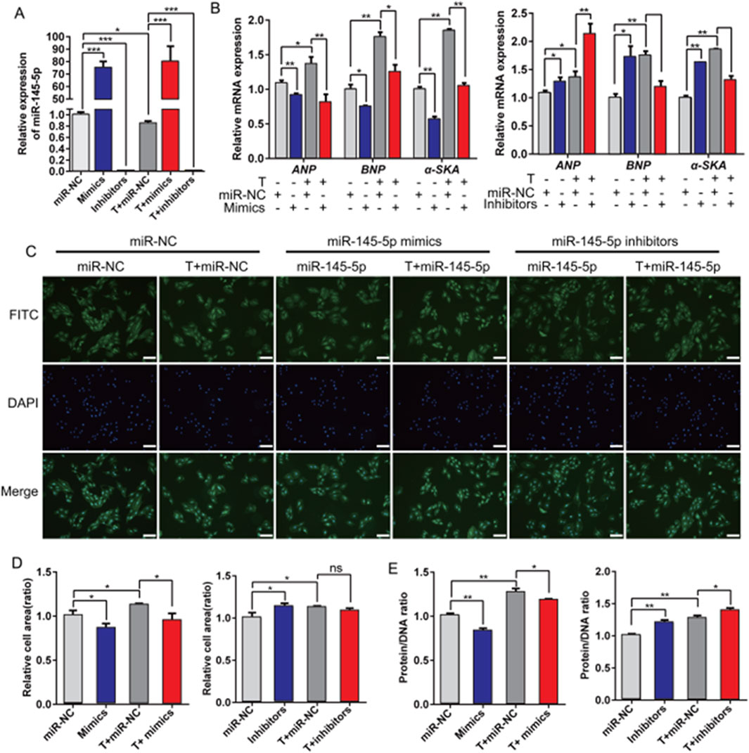 A series of panels display data related to miR-145-5p expression and its effects. Panel A shows a bar graph of relative miR-145-5p expression levels under different conditions. Panel B presents bar graphs showing mRNA expression levels of ANP, BNP, and α-SKA. Panel C features fluorescence microscopy images showing different treatments, with FITC, DAPI, and merged views. Panel D depicts bar graphs comparing relative cell area ratios. Panel E illustrates graphs of protein to DNA ratios under various treatment conditions. Asterisks denote levels of statistical significance.