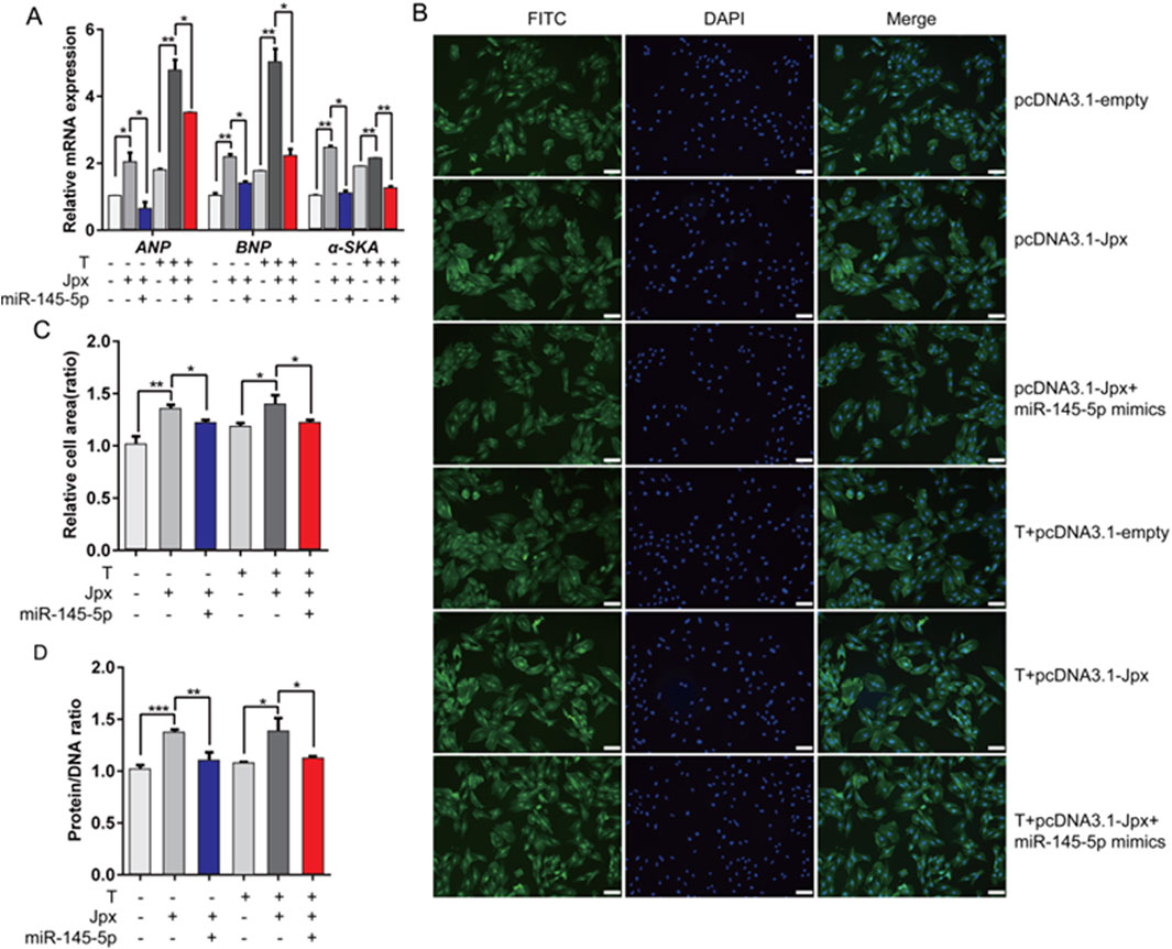 Graphical representation of a scientific study with four parts: (A) Bar graphs showing relative mRNA expression levels of ANP, BNP, and α-SKA under different conditions. (B) Microscopy images with FITC, DAPI, and merged views for various transfections. (C) Bar graph showing relative cell area ratio across different conditions. (D) Bar graph displaying protein/DNA ratio, with various treatment conditions labeled for each part. Statistical significance is indicated by asterisks.