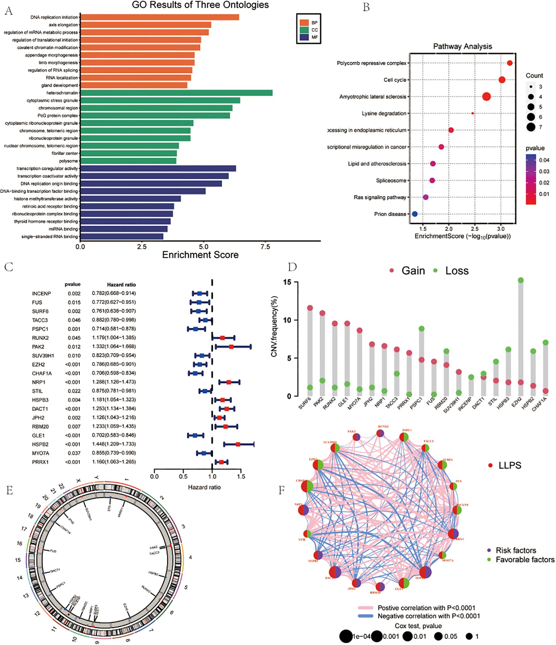 (A) Bar chart showing Gene Ontology results with enrichment scores in three categories: BP, CC, and MF. (B) Bubble chart of pathway analysis with enrichment scores, color-coded by p-value and sized by count. (C) Forest plot of hazard ratios for various genes with corresponding p-values. (D) Bar chart showing copy number variation frequencies as gains and losses across different genes. (E) Circular plot displaying chromosomal locations of significant genes. (F) Network diagram showing positive and negative correlations between risk and favorable factors, with nodes representing LLPS-related factors.