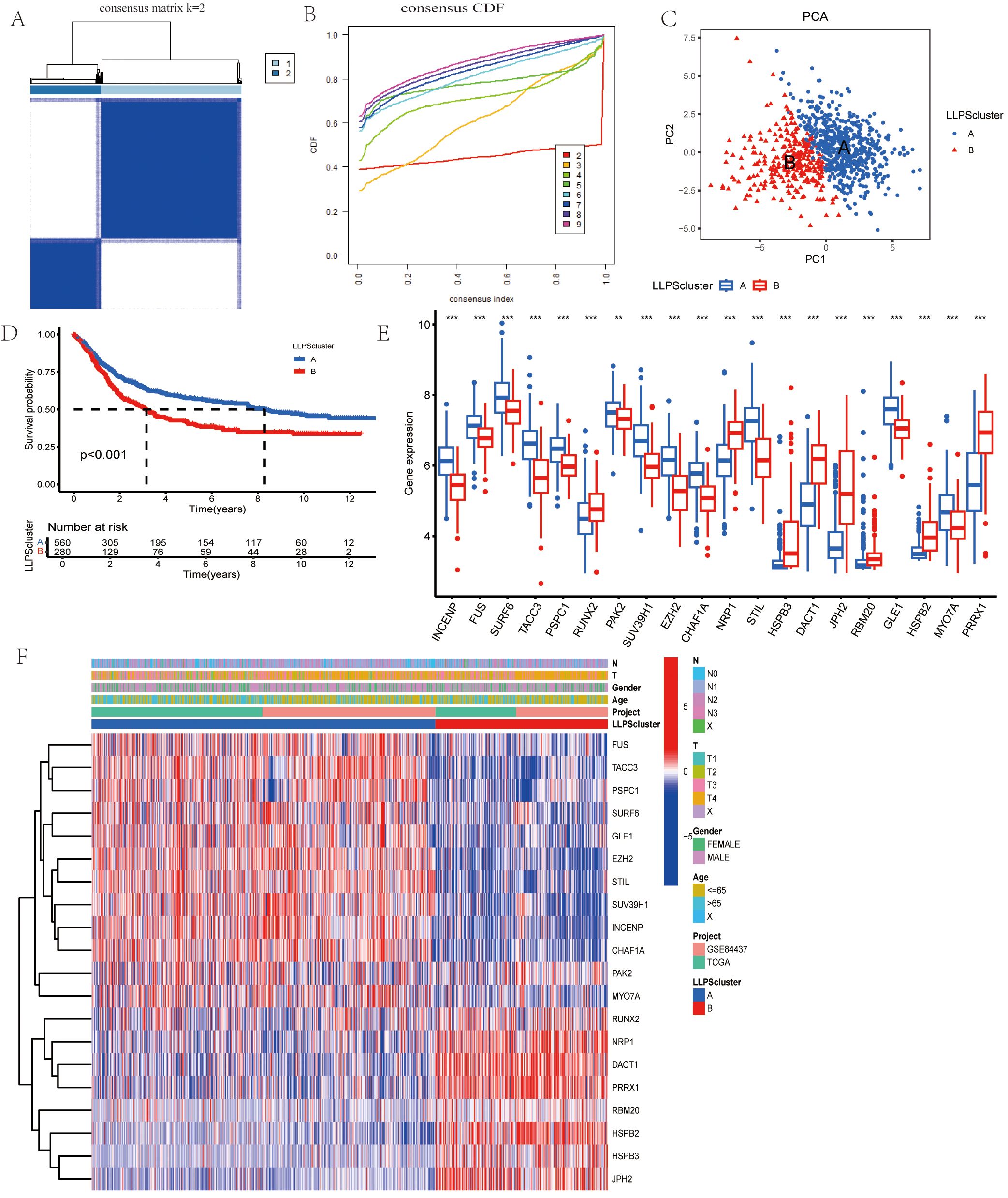 Diagram representing a clustering analysis of LLPSc clusters into panels A to F. Panel A shows a consensus matrix with clusters. Panel B displays a consensus cumulative distribution function plot. Panel C illustrates a principal component analysis scatter plot. Panel D is a Kaplan-Meier survival curve comparing clusters A and B. Panel E presents a box plot of gene expression for various genes in both clusters. Panel F consists of a heatmap showing gene expression patterns across samples with clustering dendrograms. Each panel contains detailed annotations and legends for clarity.