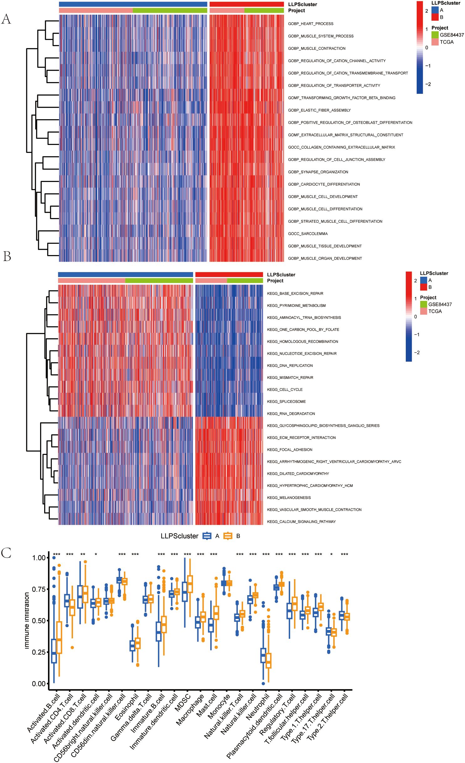Heatmaps and box plot comparing gene expression and immune infiltration across two LLPSc clusters. Panels A and B show heatmaps with color scales indicating expression levels from blue (low) to red (high) for different gene sets and pathways. Panel C displays a box plot comparing immune cell infiltration between clusters A and B, highlighted in blue and orange, with statistical significance indicated by asterisks.