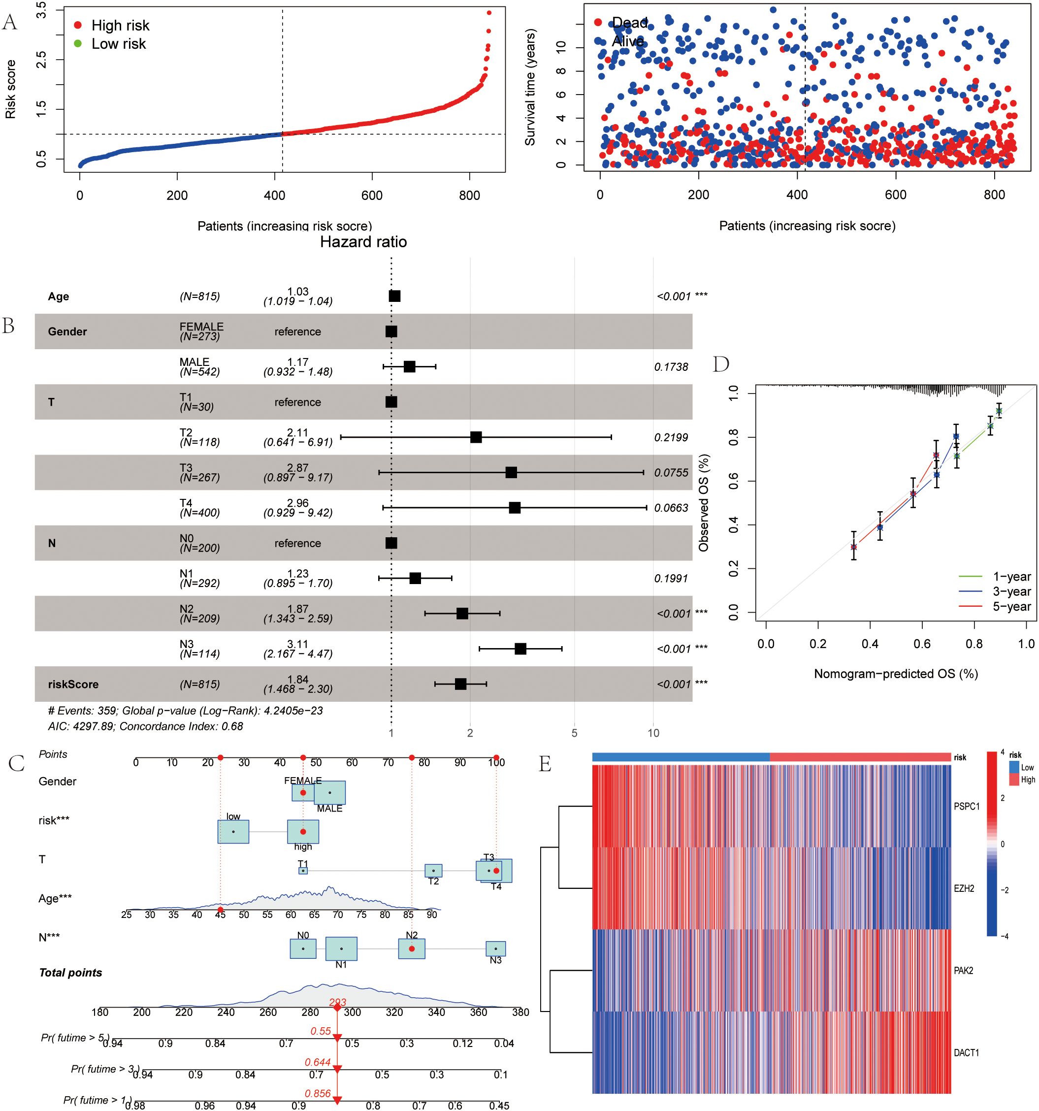 Graphical abstract with five panels displaying analysis of risk scores and survival data. Panel A shows a risk score plot with patients categorized as high risk or low risk. Panel B is a forest plot detailing hazard ratios for various factors like age and gender. Panel C presents a nomogram for predicting survival probabilities. Panel D shows a calibration curve comparing predicted versus observed overall survival at one, three, and five years. Panel E is a heatmap illustrating gene expression differences across risk categories.