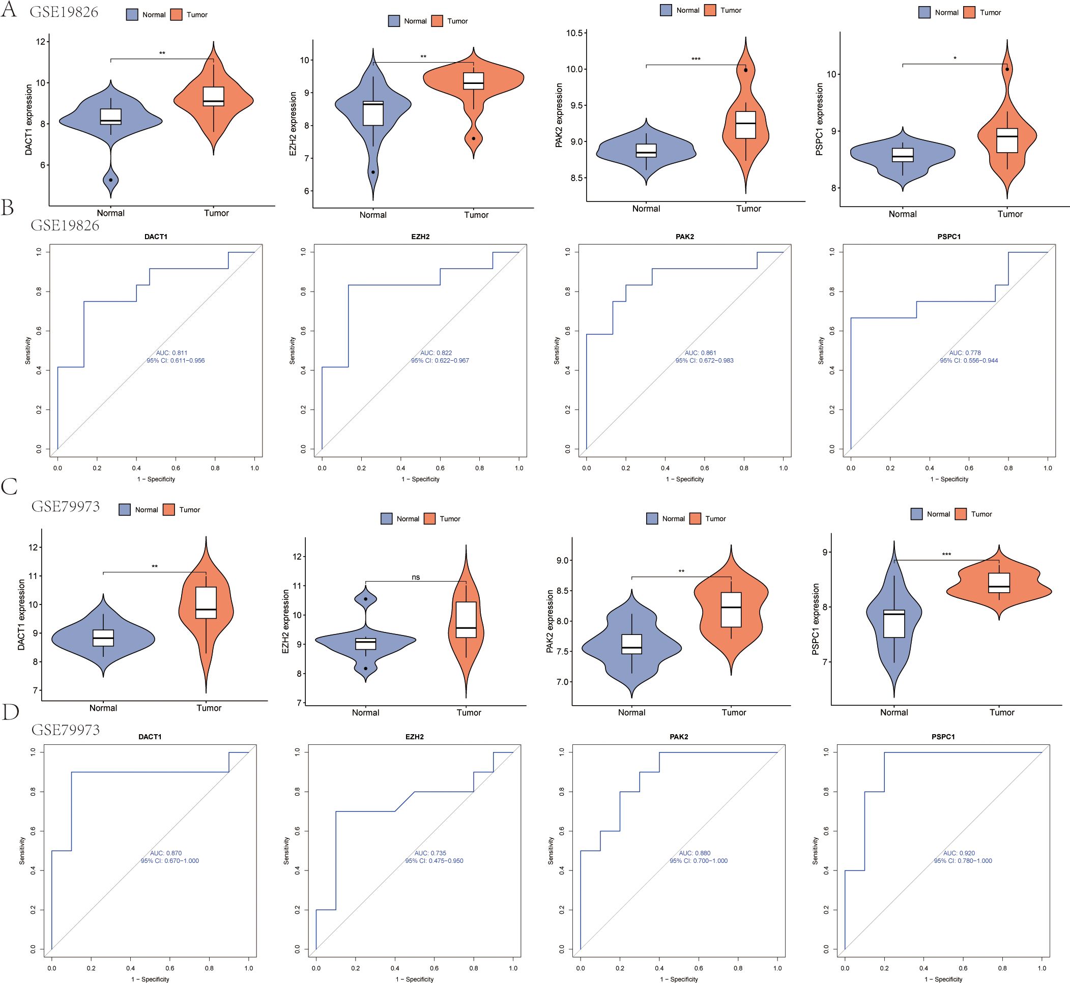 Gene expression analysis and ROC curve graphs from datasets GSE19826 and GSE79973. Panels A and C show violin plots comparing expression levels of DACT1, EZH2, PAK2, and PSPC1 in normal versus tumor samples. Panels B and D display ROC curves for each gene, indicating diagnostic performance with AUC and confidence intervals for both datasets.