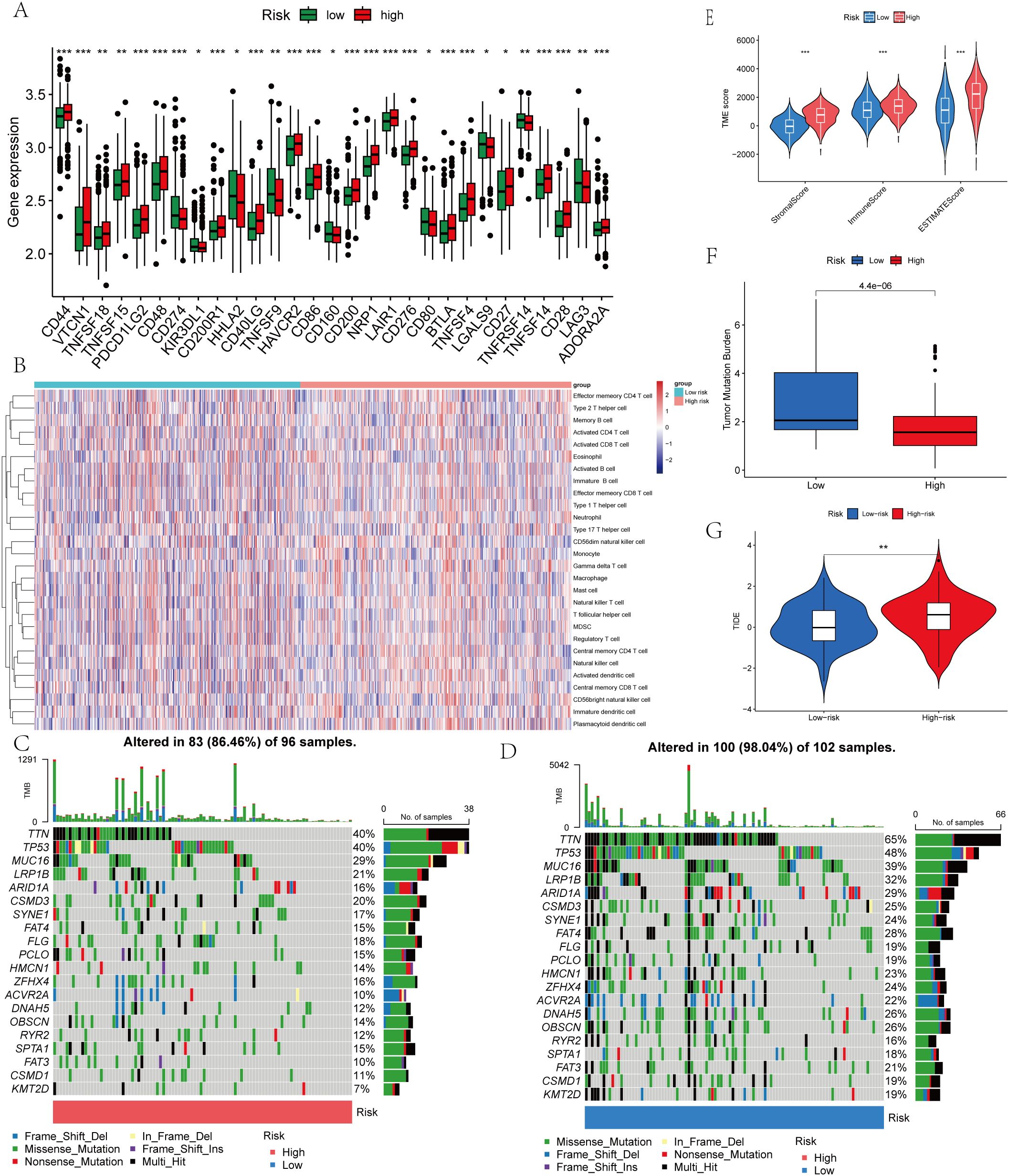 Composite image showing various analyses related to gene expression and mutation data. Panel A presents box plots comparing gene expression levels between low and high-risk groups for various genes, with significant differences marked by asterisks. Panel B shows a heatmap illustrating gene expression patterns across different immune cell types with a color gradient. Panels C and D display the frequency of different genetic alterations in samples, including mutations and deletions, categorized by risk levels. Panel E highlights a violin plot comparing TMB scores between risk groups. Panel F provides a box plot of tumor mutation burden, and Panel G shows a violin plot of TIDE scores between low and high-risk groups.