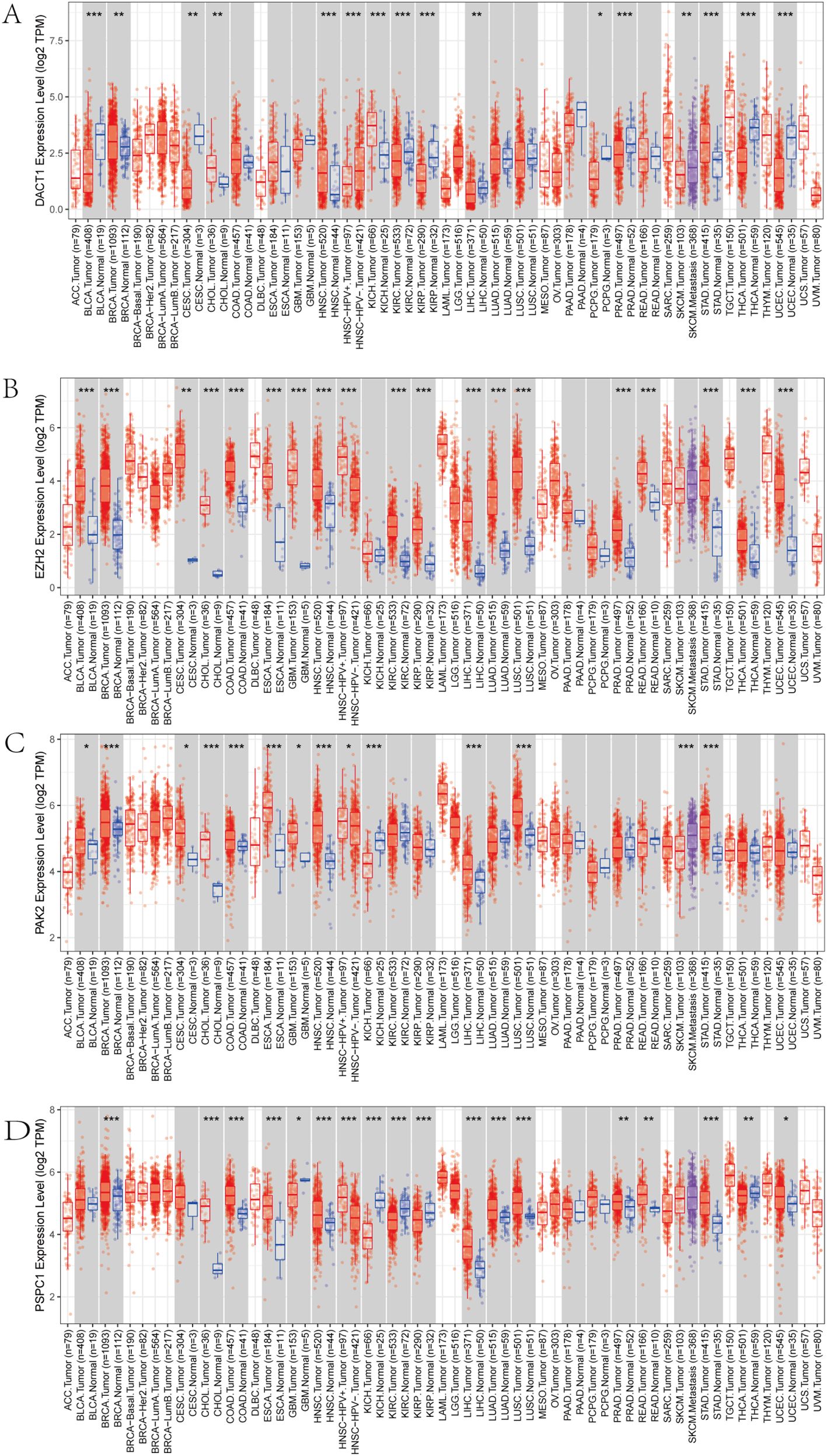 Box plots displaying gene expression levels (log2 TPM) across various tumor and normal tissue types. Panels A through D compare DACT1, EZH2, PAK2, and PSPC1 expression, respectively, highlighting differences between tumor (red) and normal (blue) samples. Statistical significance is indicated by asterisks.