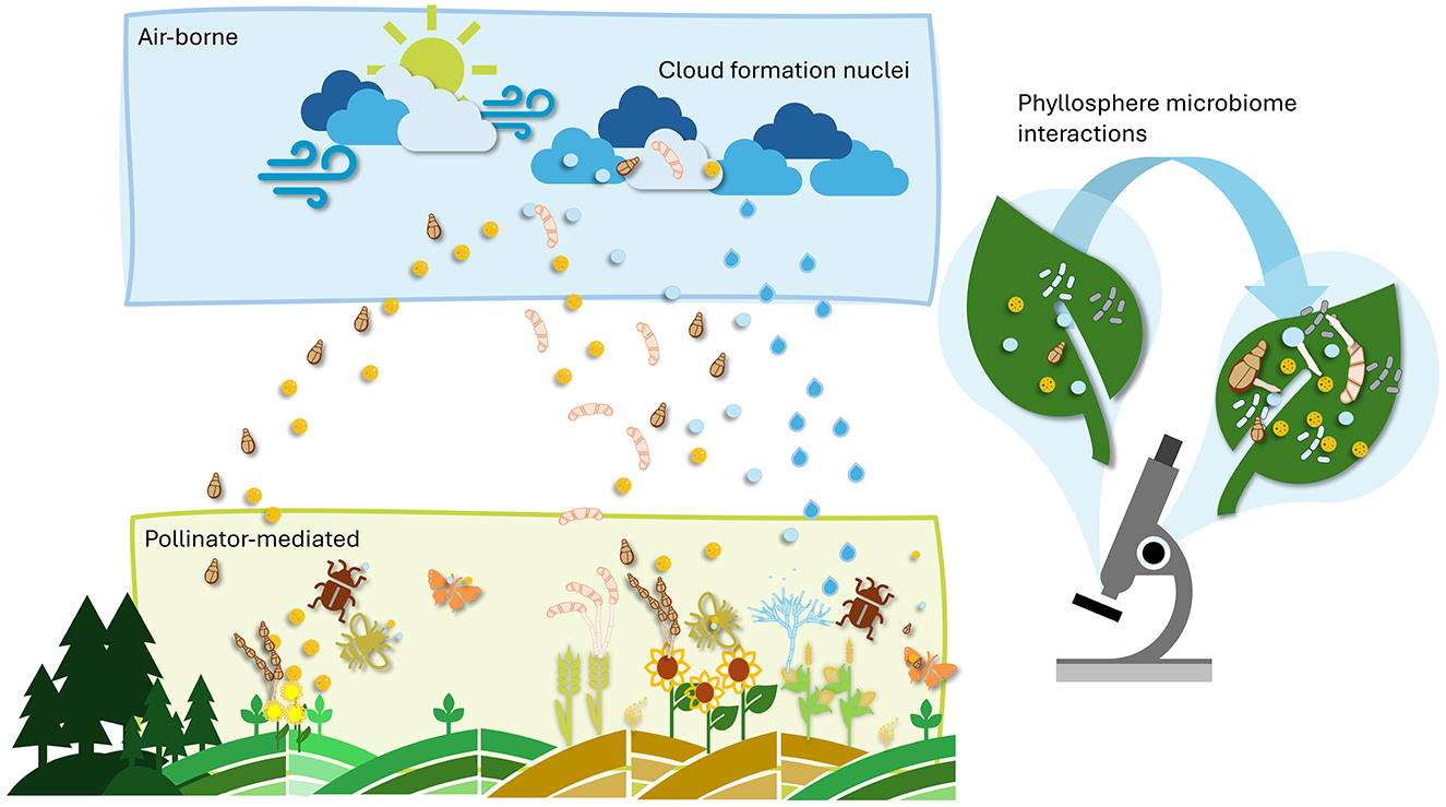 The illustration showing the interaction between airborne and pollinator-mediated pollen and the microbiome. The lower figure illustrates different habitats as sources of pollen and spores and depicts pollinator-mediated transfer. The top image shows how airborne particles contribute to cloud formation. On the right, a microscope is used to visualise the effects of pollen grains on pathogens and the microbiome on leaves.