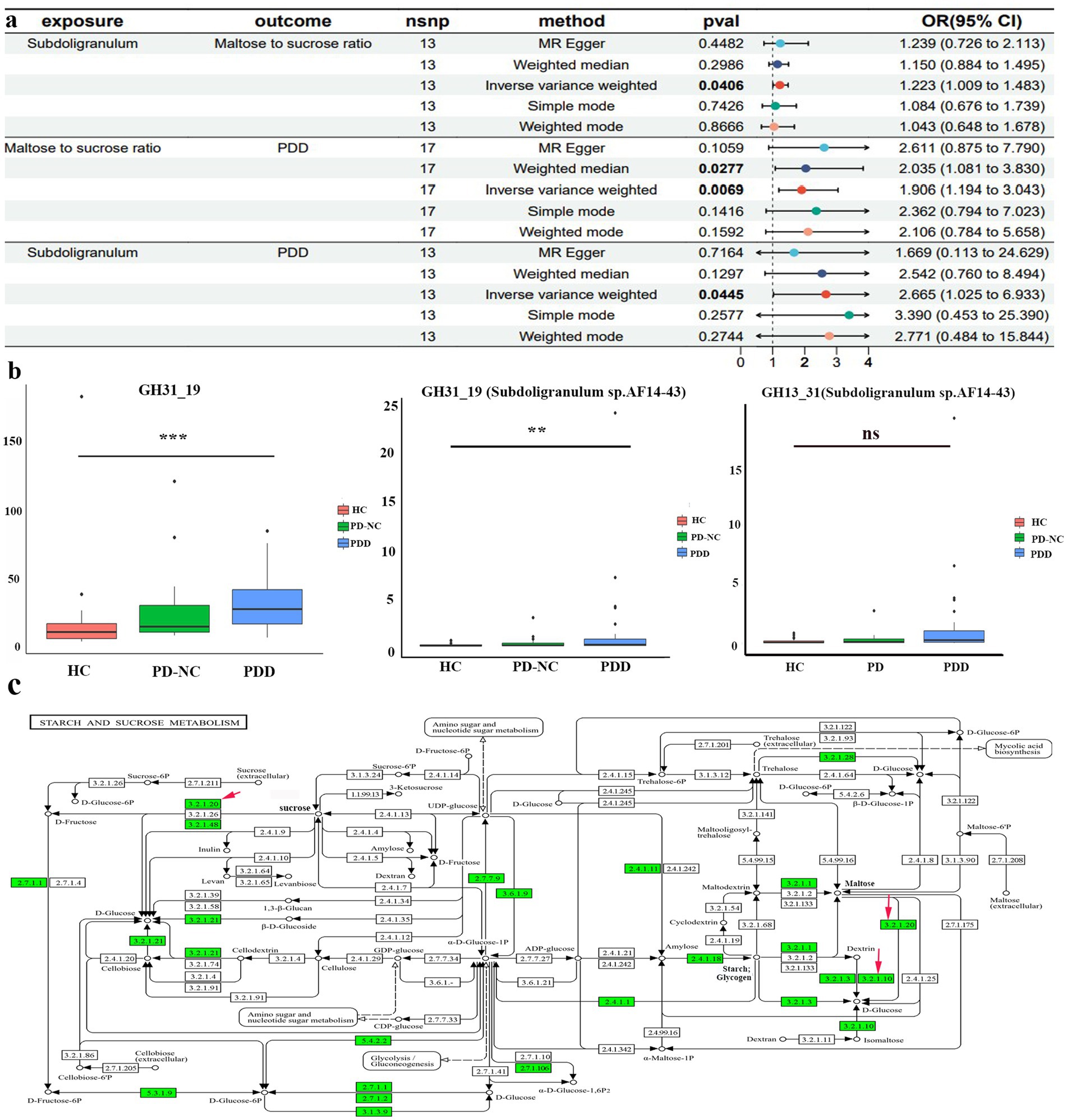 Image containing three different sections: a. A table showing analysis results with columns for exposure, outcome, number of SNPs, method, p-value, and odds ratio with 95% confidence intervals. Includes subdoligranulum and maltose to sucrose ratio data.b. Three box plots for GH31_19 enzyme levels in HC, PD-NC, and PDD groups with different significance levels marked by asterisks.c. A detailed metabolic pathway diagram for starch and sucrose metabolism, featuring various compounds and enzyme reactions highlighted in green.