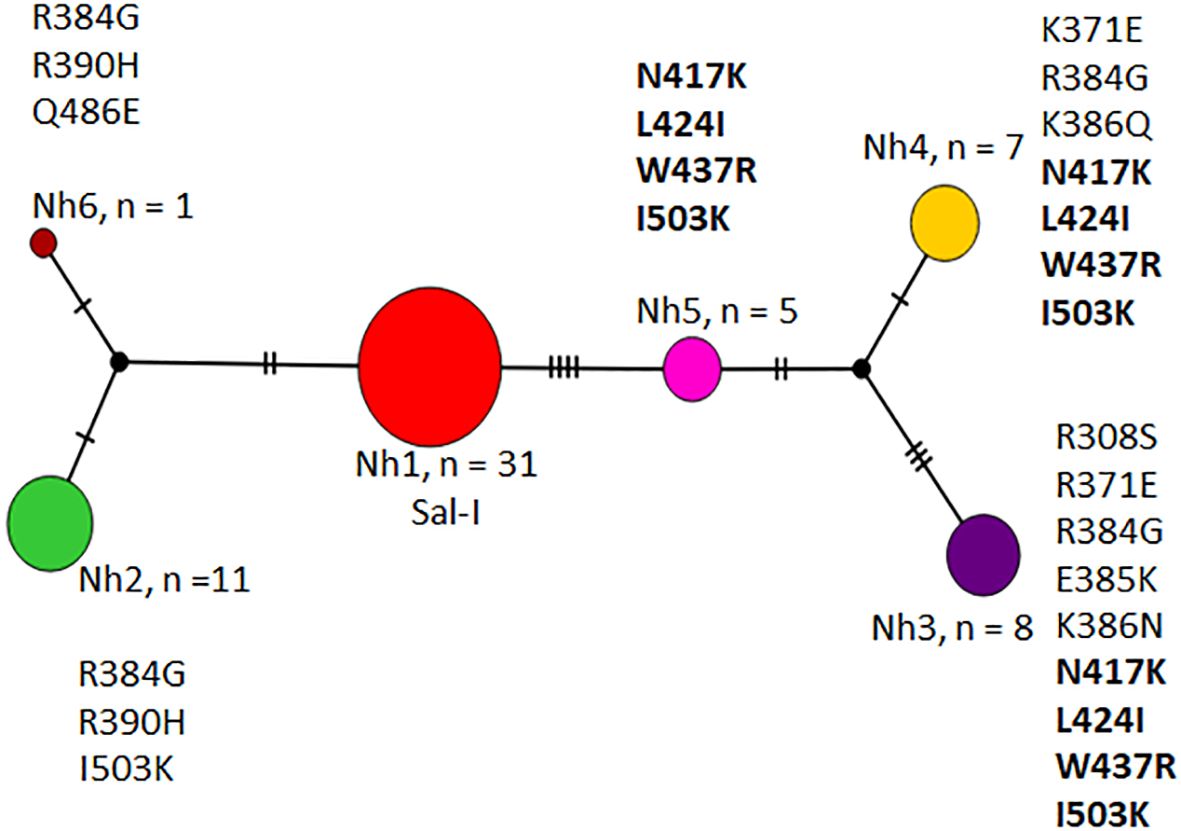 Haplotype network diagram with colored circles representing haplotypes Nh1 to Nh6. Circle size indicates frequency, with Nh1 being the largest at 31. The colors are red, green, purple, yellow, magenta, and brown for Nh1 to Nh6, respectively. Mutations associated with each node are listed alongside, highlighting amino acid changes such as N417K, L424I, W437R, and I503K. Lines connecting nodes signify mutational steps, with ticks showing the number of changes.