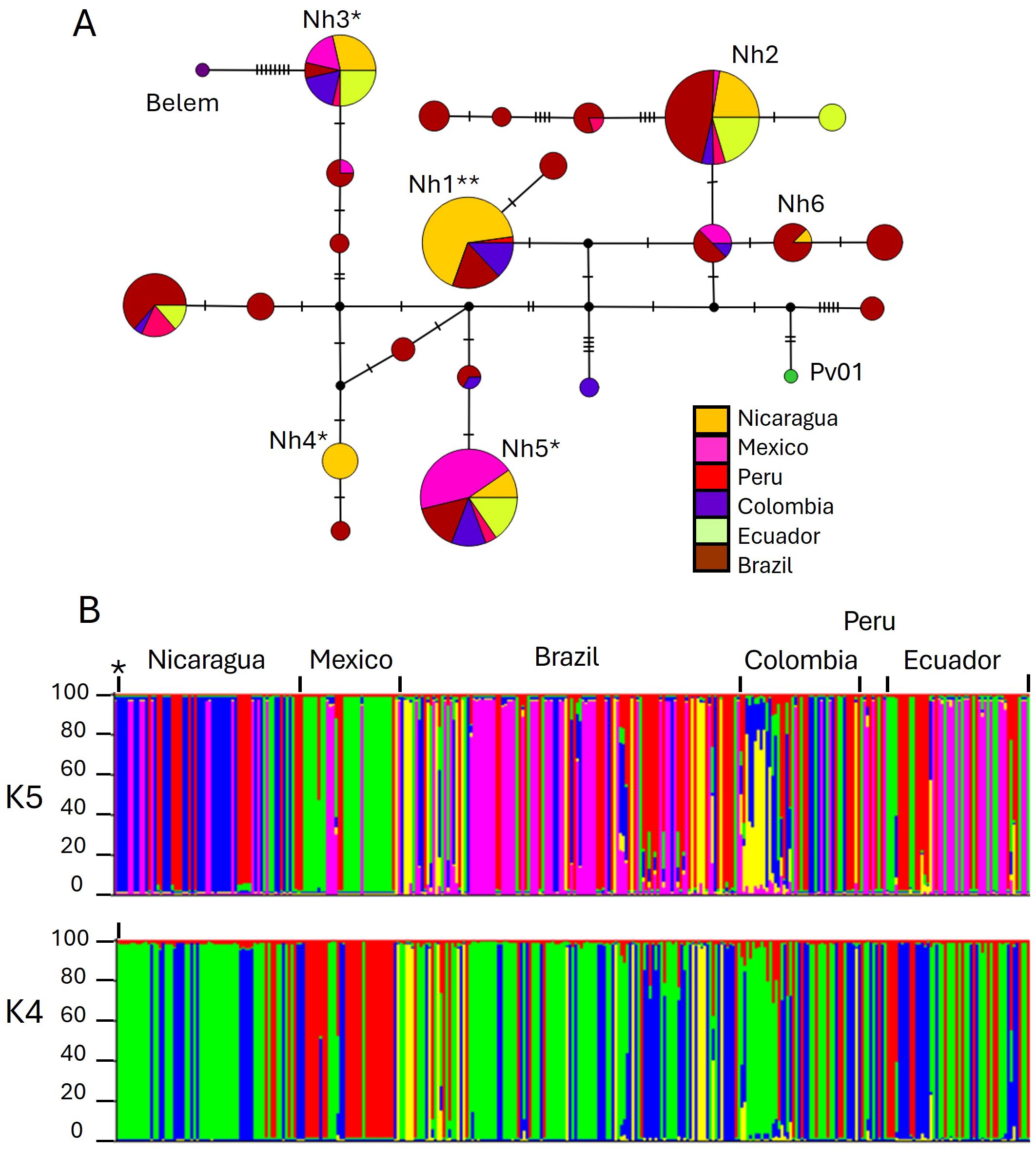 Network diagram and bar plot displaying genetic relationships in Plasmodium vivax parasites from six regions: Nicaragua, Mexico, Peru, Colombia, Ecuador, Brazil. Part A shows interconnected pie charts representing haplotypes with color-coded segments representing regions. Larger circles indicate higher frequency. Part B presents bar plots of different color. correspond to different population. On top region of sample origin is indicated. Percentages on the y-axis represent proportion of genetic ancestry of each population (if were four (K=4) or five (K=5) populations, and labels on the x-axis denote individuals.