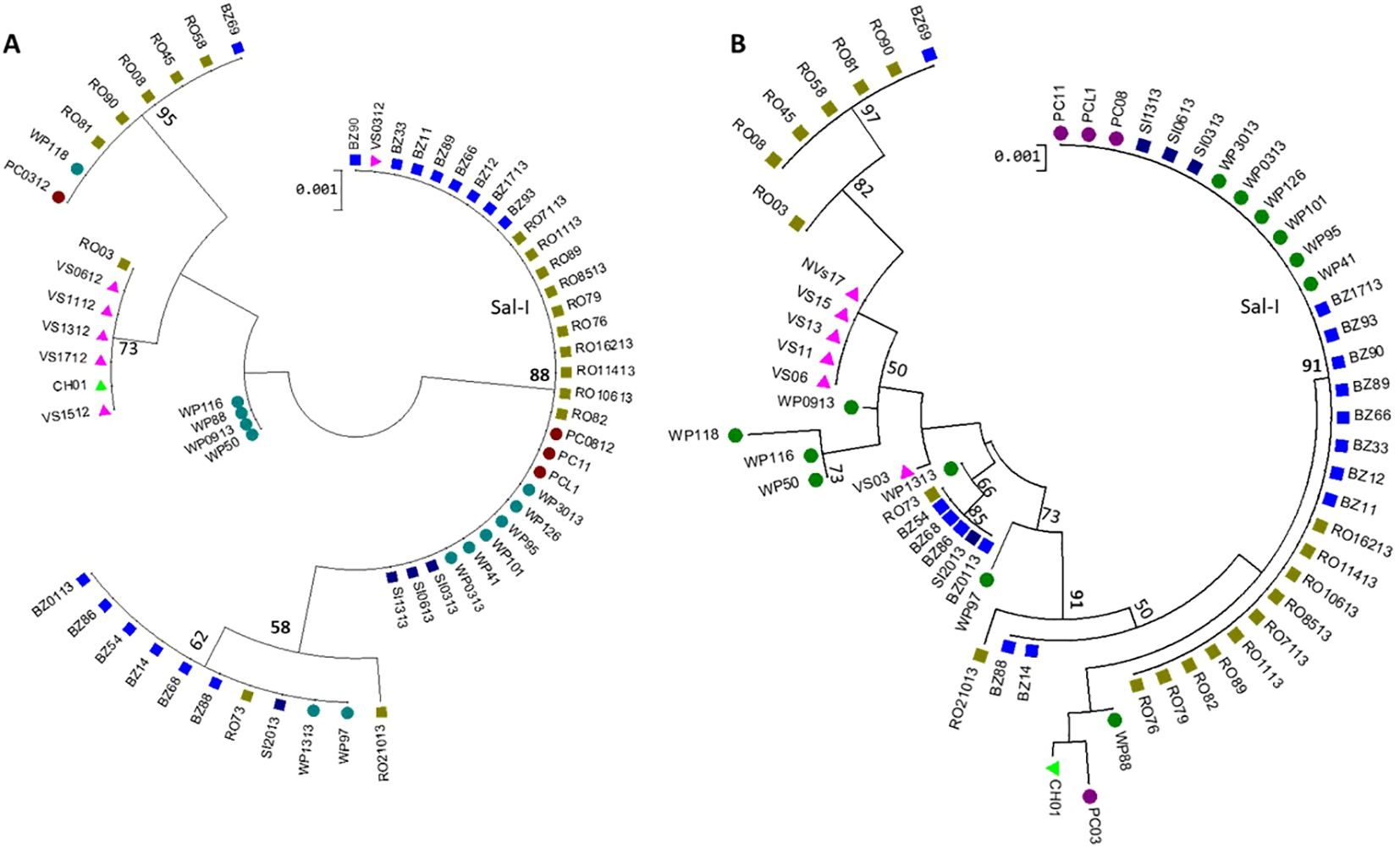 Phylogenetic trees labeled A and B showcase genetic relationships among various samples. Each branch is marked with specific codes and colored shapes, indicating different groups or lineages. Percentage values on branches denote support for the clustering, with distinctions such as Sal-I clade observed. The diagram includes scale bars for genetic distance measurement.