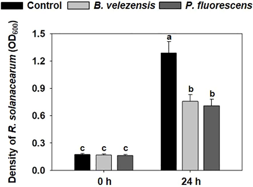 Bar graph showing the density of R. solanacearum at zero and twenty-four hours, measured in optical density (OD₆₀₀). At zero hours, all samples have similar low density. At twenty-four hours, the control shows significantly higher density compared to B. velezensis and P. fluorescens, with the latter two having similar lower densities. Different letters indicate statistical differences.