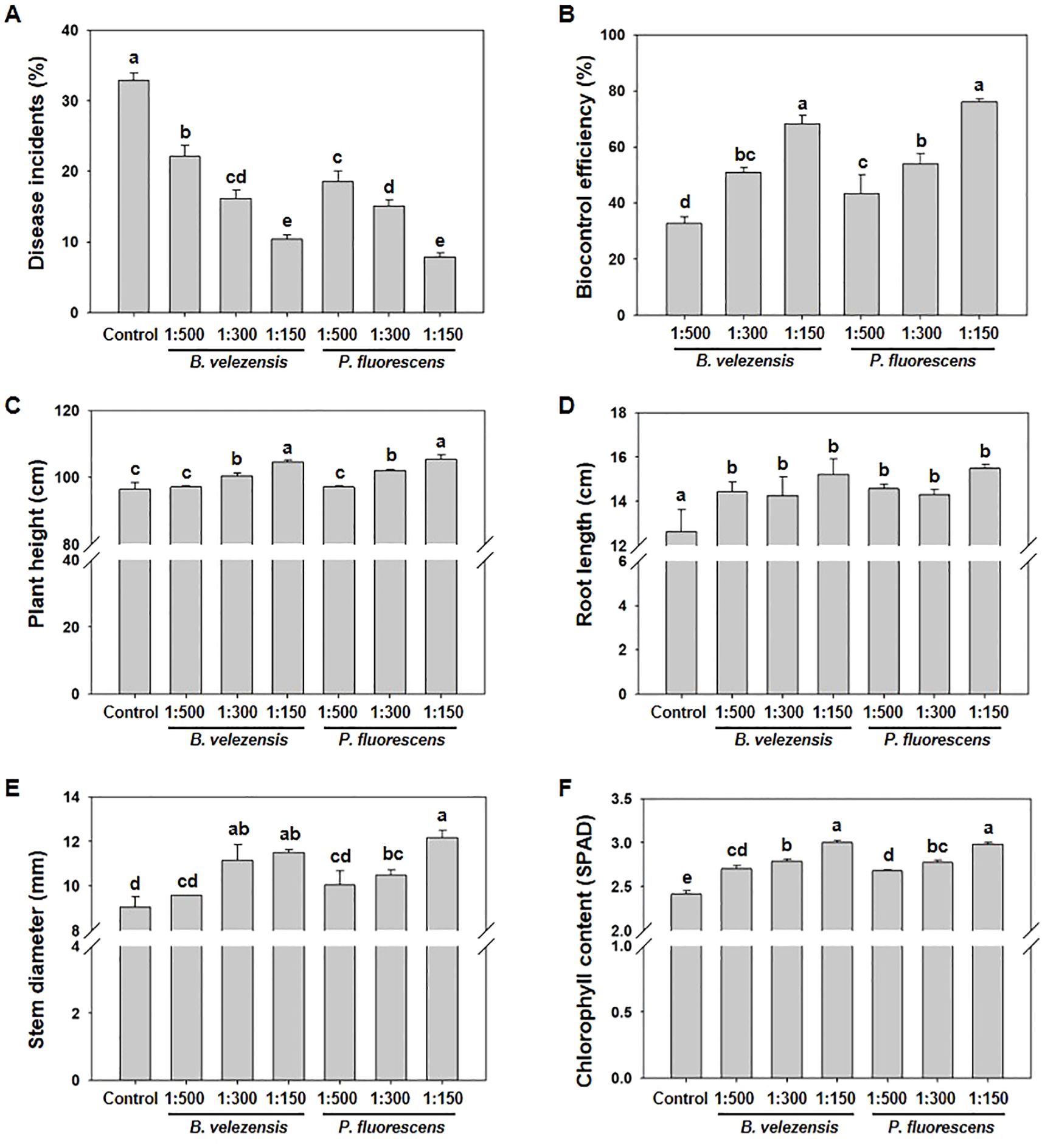 Bar charts with six panels (A-F) depicting the effects of Bacillus velezensis and Pseudomonas fluorescens at different dilutions on various plant growth parameters. Panel A shows disease incidence percentages decreasing with treatment. Panel B shows increasing biocontrol efficiency percentages. Panel C details plant height in centimeters. Panel D illustrates root length in centimeters. Panel E shows stem diameter in millimeters. Panel F represents chlorophyll content in SPAD units. Different letters indicate statistically significant differences among treatments.