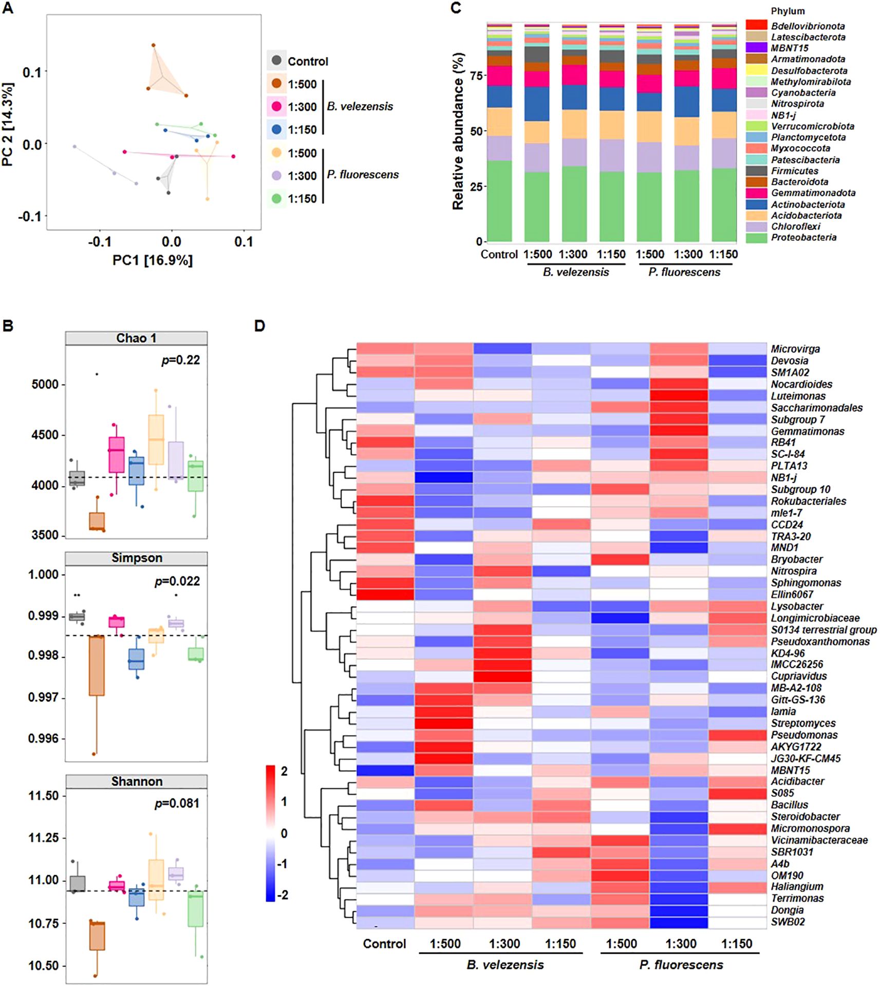Four-panel scientific illustration. Panel A: PCA plot shows microbial distribution with various colors representing different treatment ratios of *B. velezensis* and *P. fluorescens*. Panel B: Box plots depict diversity indices—Chao 1, Simpson, and Shannon—with p-values indicating statistical significance. Panel C: Stacked bar chart displays relative abundance of microbial phyla across different treatments. Panel D: Heatmap shows hierarchical clustering of microbial taxa, with color scale indicating abundance levels across treatments of *B. velezensis* and *P. fluorescens*.