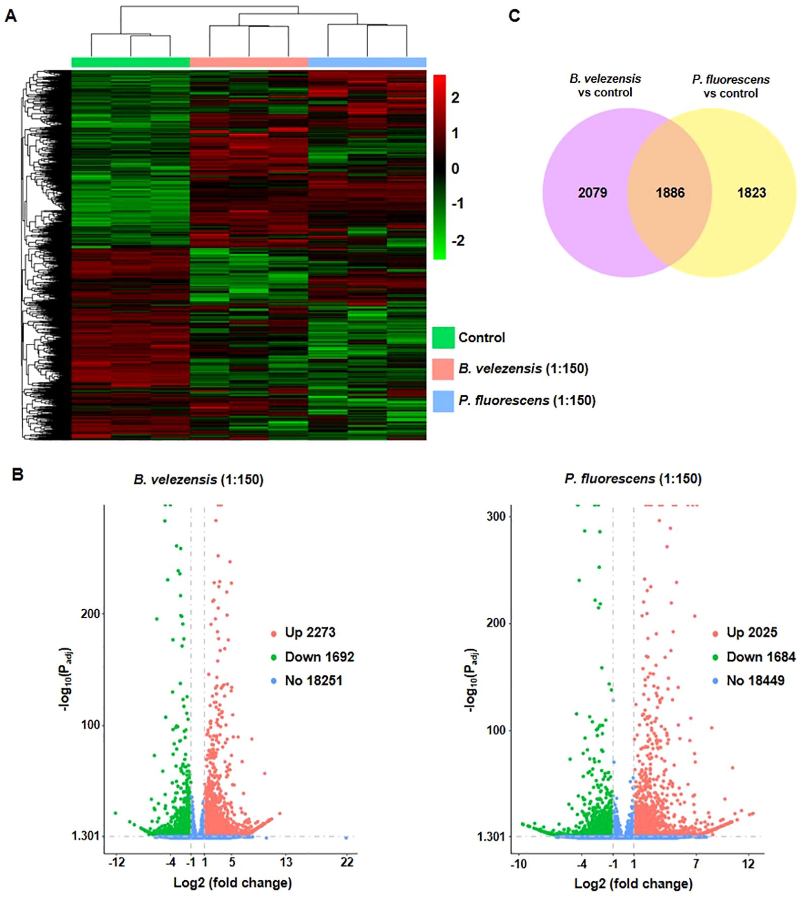 Heatmap, Venn diagram, and volcano plots showing gene expression analysis. A) Heatmap compares control, Bacillus velezensis, and Pseudomonas fluorescens with color range red (upregulated) to green (downregulated). B) Volcano plots for B. velezensis and P. fluorescens show log2 fold change vs. negative log10 p-value, highlighting upregulated (red) and downregulated (green) genes. C) Venn diagram shows overlapping and unique gene expressions between B. velezensis and P. fluorescens compared to control.