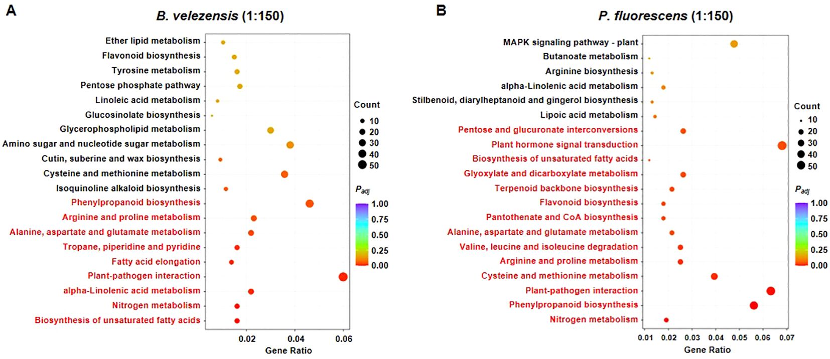 Comparison plots of gene ratios for B. velezensis and P. fluorescens. Each plot shows pathways with dot sizes representing count and colors indicating p-adjusted values. Pathways are labeled along the y-axis, with B. velezensis on the left and P. fluorescens on the right.