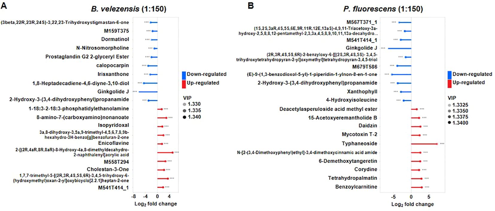 Charts depicting metabolite regulation in two bacteria types, B. velezensis and P. fluorescens, at 1:150 dilution. Left chart shows several down-regulated (blue) and up-regulated (red) metabolites for B. velezensis, indicated by their respective log2 fold change. Right chart shows similar regulation patterns for P. fluorescens. VIP values, represented by dot sizes, range from 1.330 to 1.340 for B. velezensis and from 1.3325 to 1.3400 for P. fluorescens.