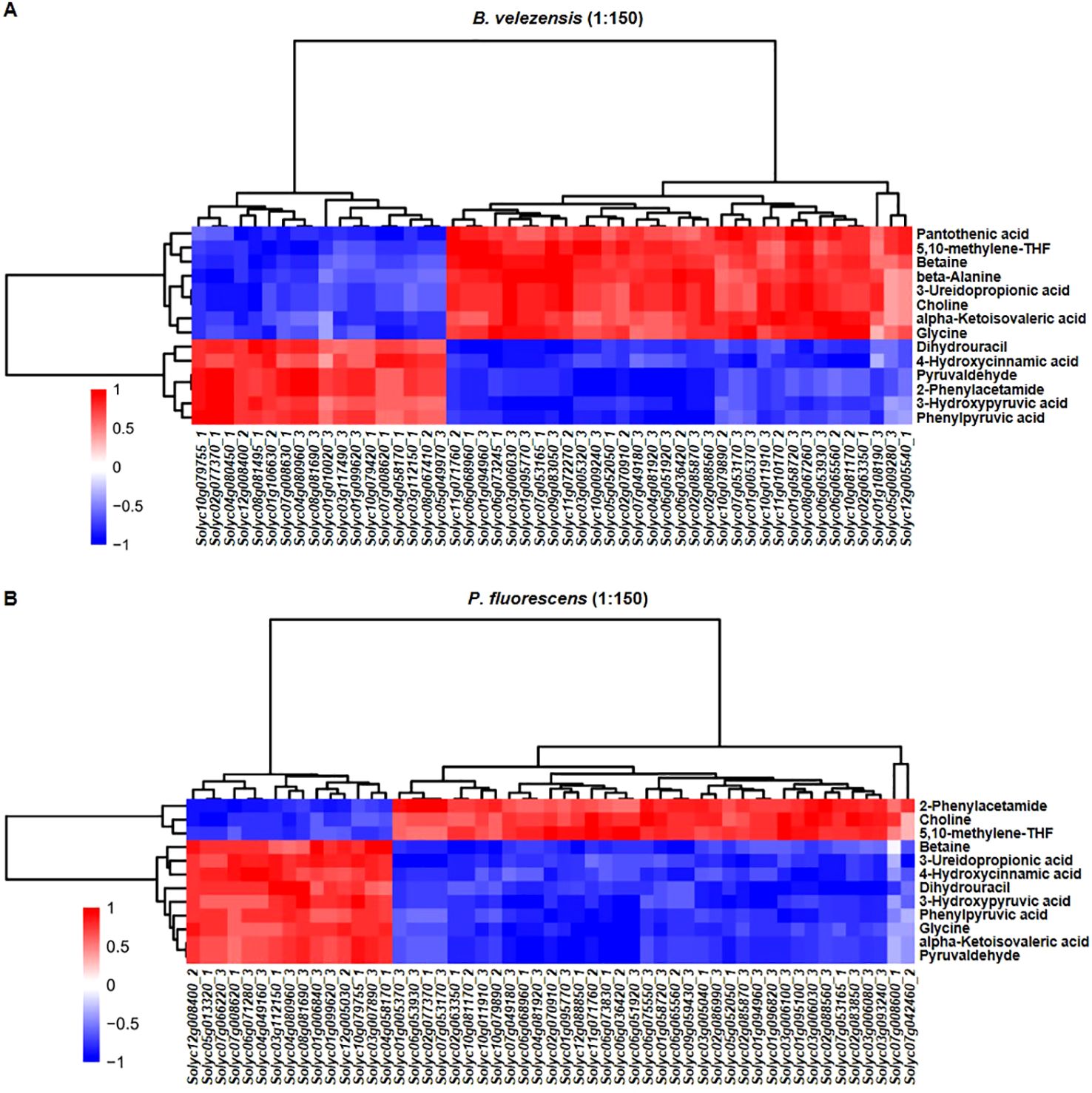 Two heat maps titled “A” and “B” with hierarchical clustering comparing metabolite levels in B. velezensis and P. fluorescens. Each map includes a color scale from red (high) to blue (low) and labels for various metabolites and sample identifiers. Graph A shows clustering for B. velezensis, while Graph B is for P. fluorescens.