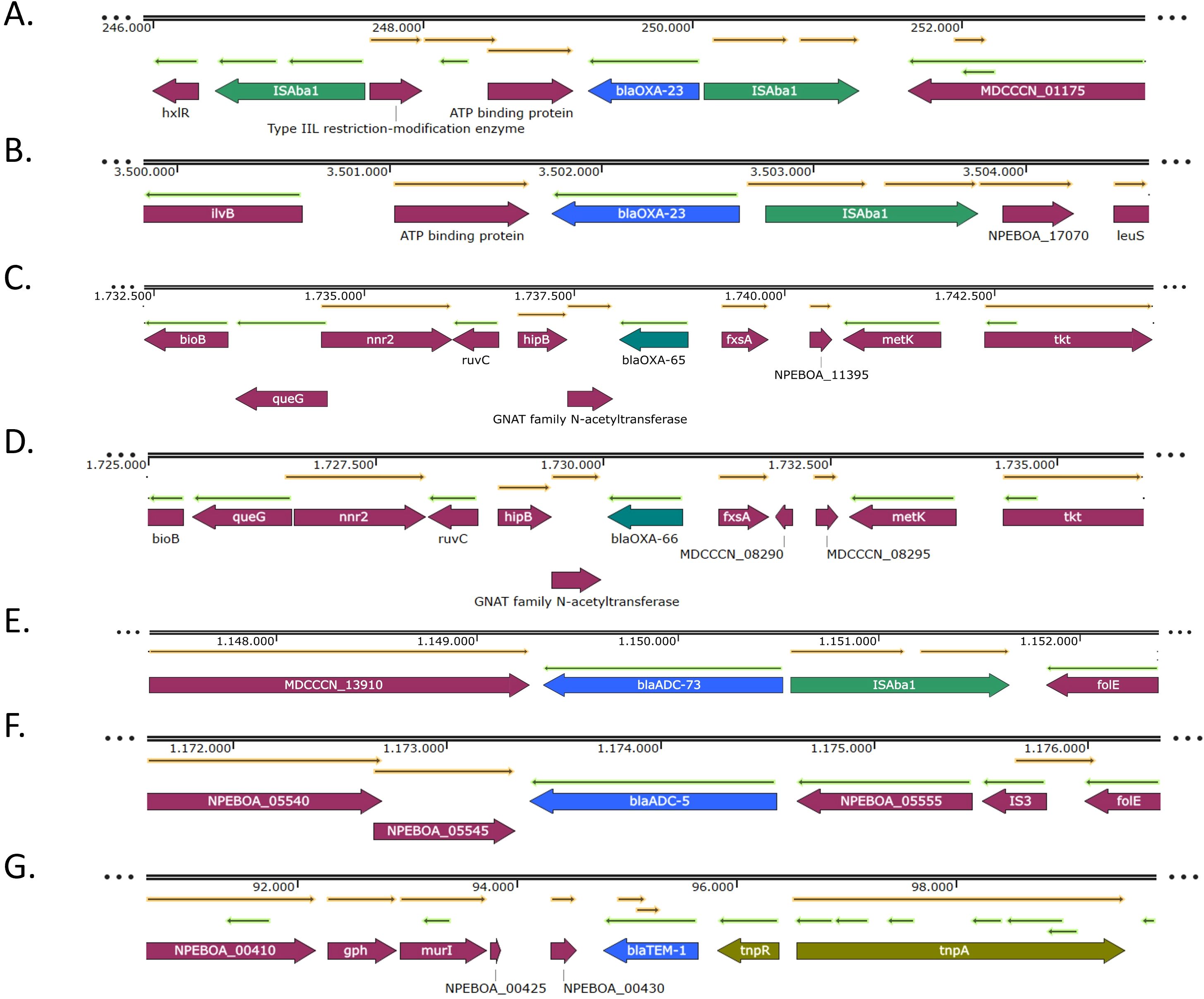 Genomic maps labeled A through G display gene sequences with arrows in various colors indicating different genes and their orientations. Each map includes numbers marking genomic coordinates. Genes are identified by specific names or codes, such as blaOXA-23, blaOXA-65, and blaTEM-1. These maps likely represent bacterial genomes highlighting antibiotic resistance genes and related elements. Lines and dots suggest sequence locations and dimensions.