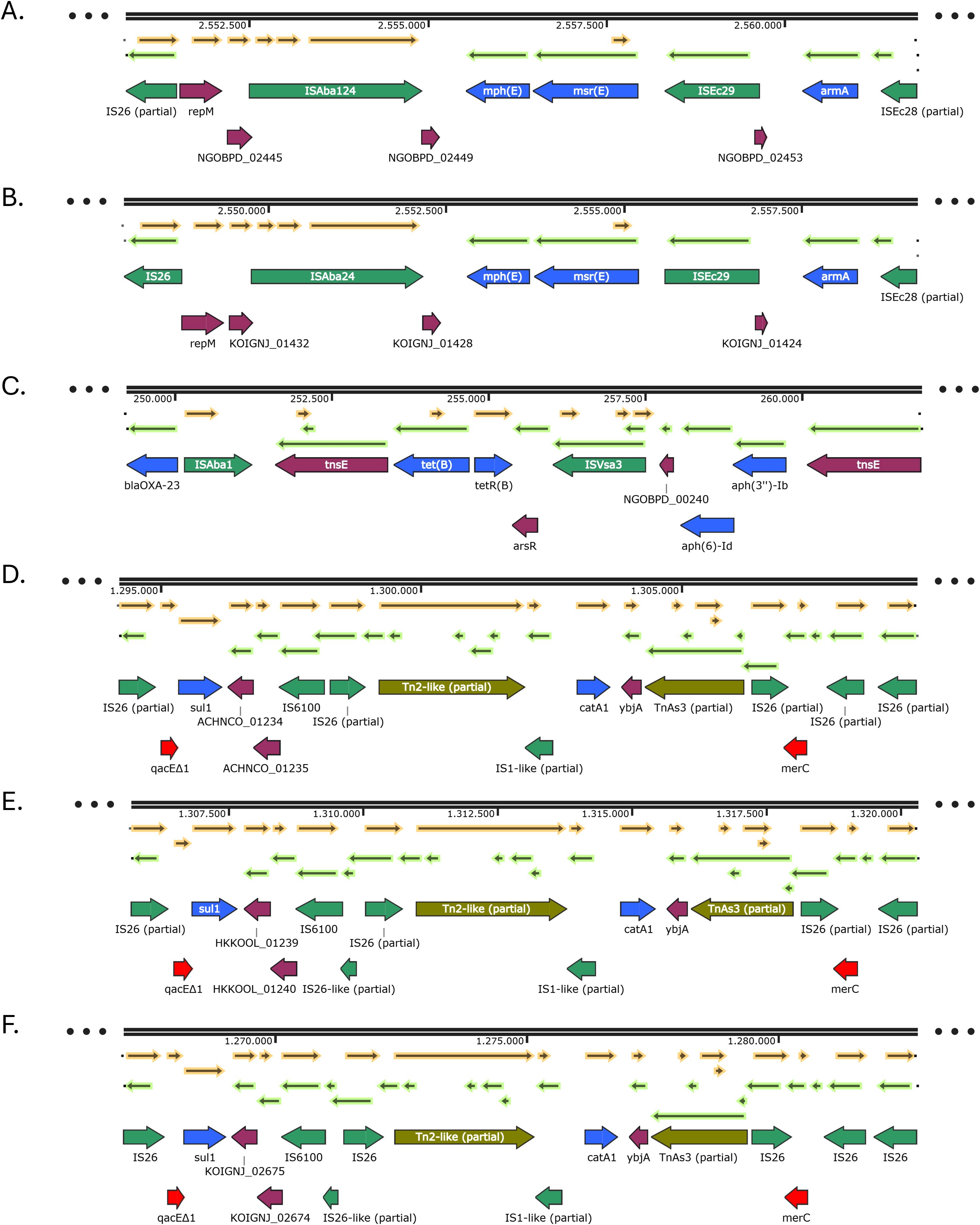 Diagram showing six aligned genetic maps labeled A to F, illustrating various genes and genetic elements with colored arrows. Each map displays genetic regions and annotations like IS26, ISAb, mph(E), and others. The maps use arrows of different colors and directions to represent different genes, with elements like msr(E), armA, and qacEΔ1. Partial segments are also indicated. Each map includes numerical scales marking genetic positions, aiding in the analysis of gene distribution and arrangement.